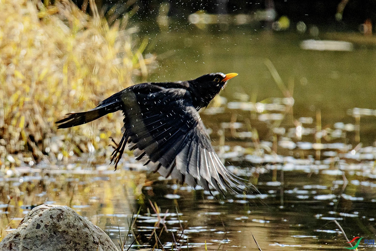 DSC_9337.jpg