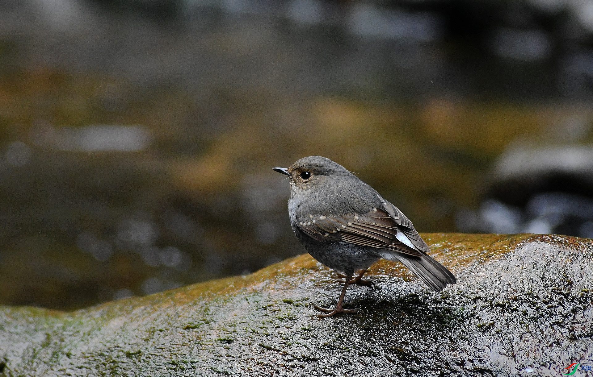 DSC_7494.jpg