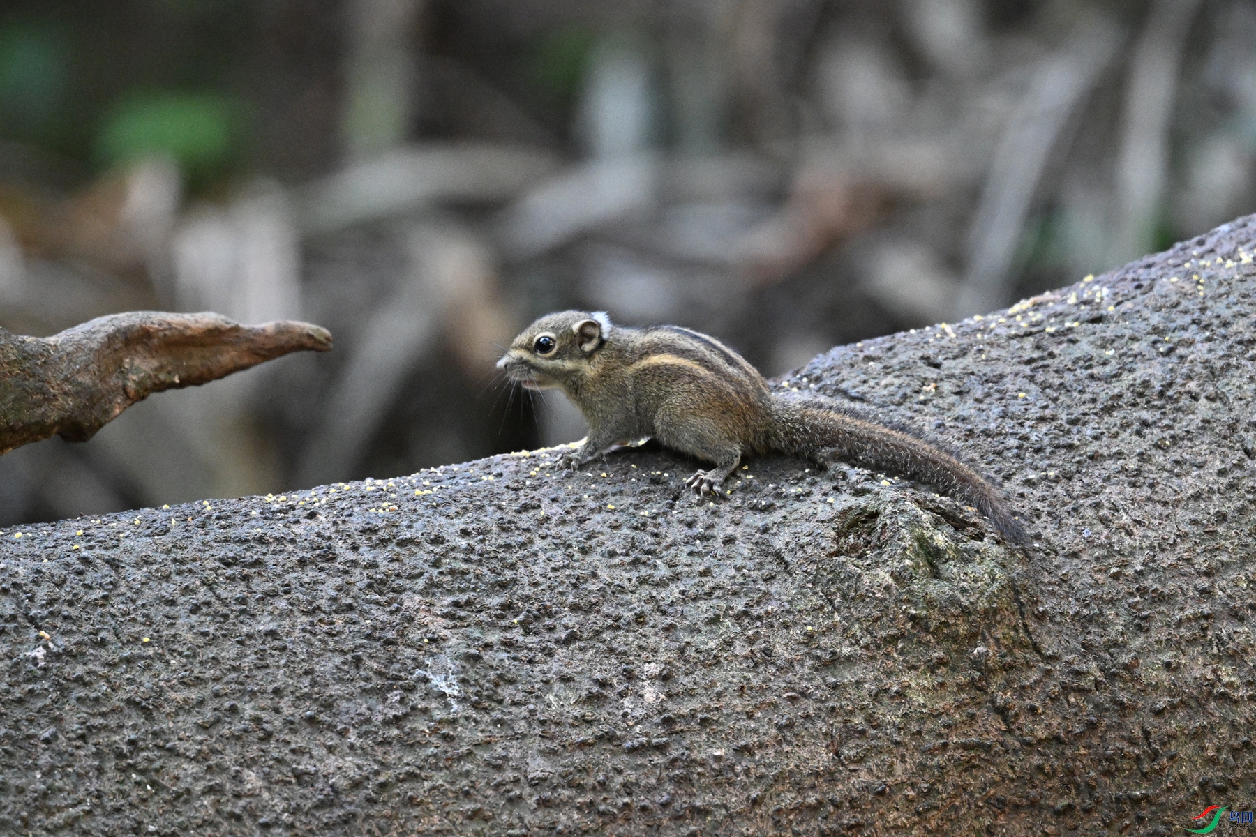 DSC_6506.JPG