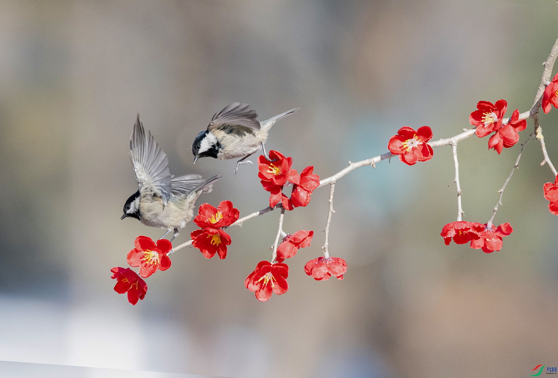 DSC_0683_��ͼ�� ���� 2.jpg