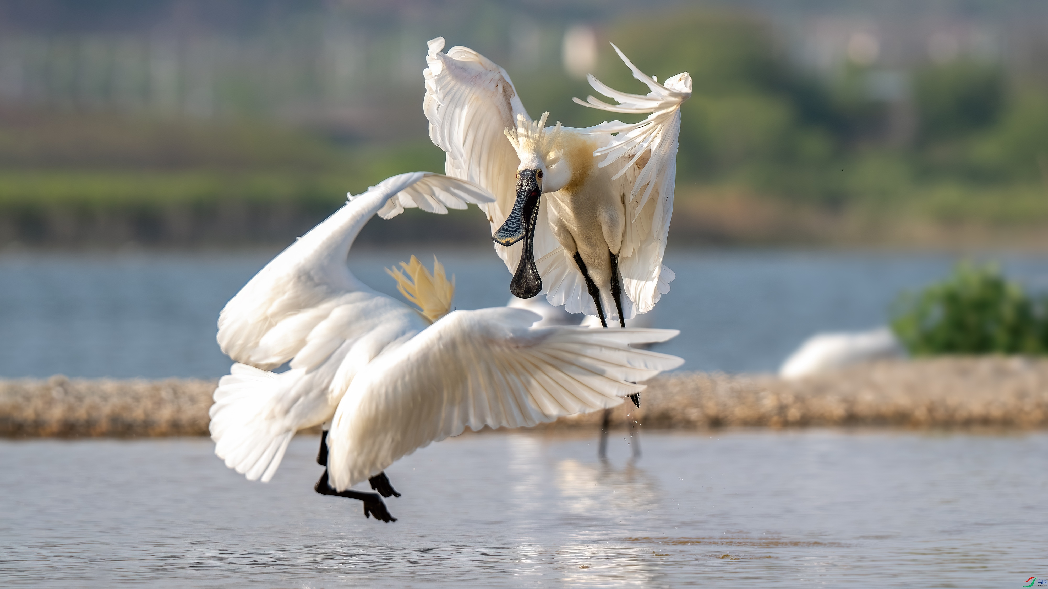 DSC_8366-����ǿ-NR.jpg