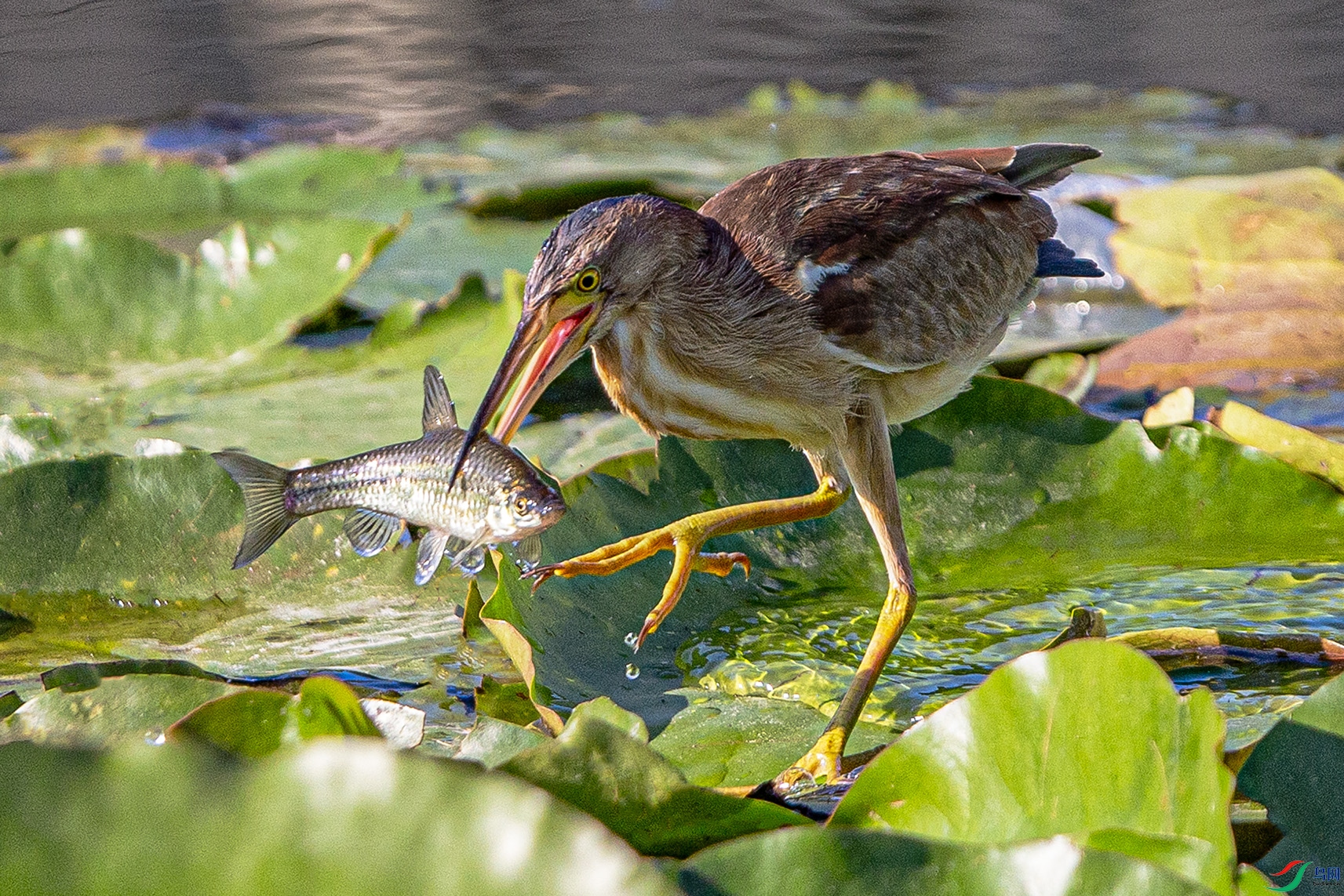 _MG_7391 ����.jpg