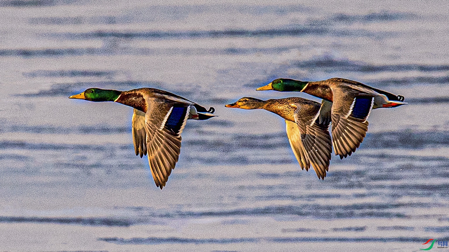 _90I4305 ���� 2.jpg