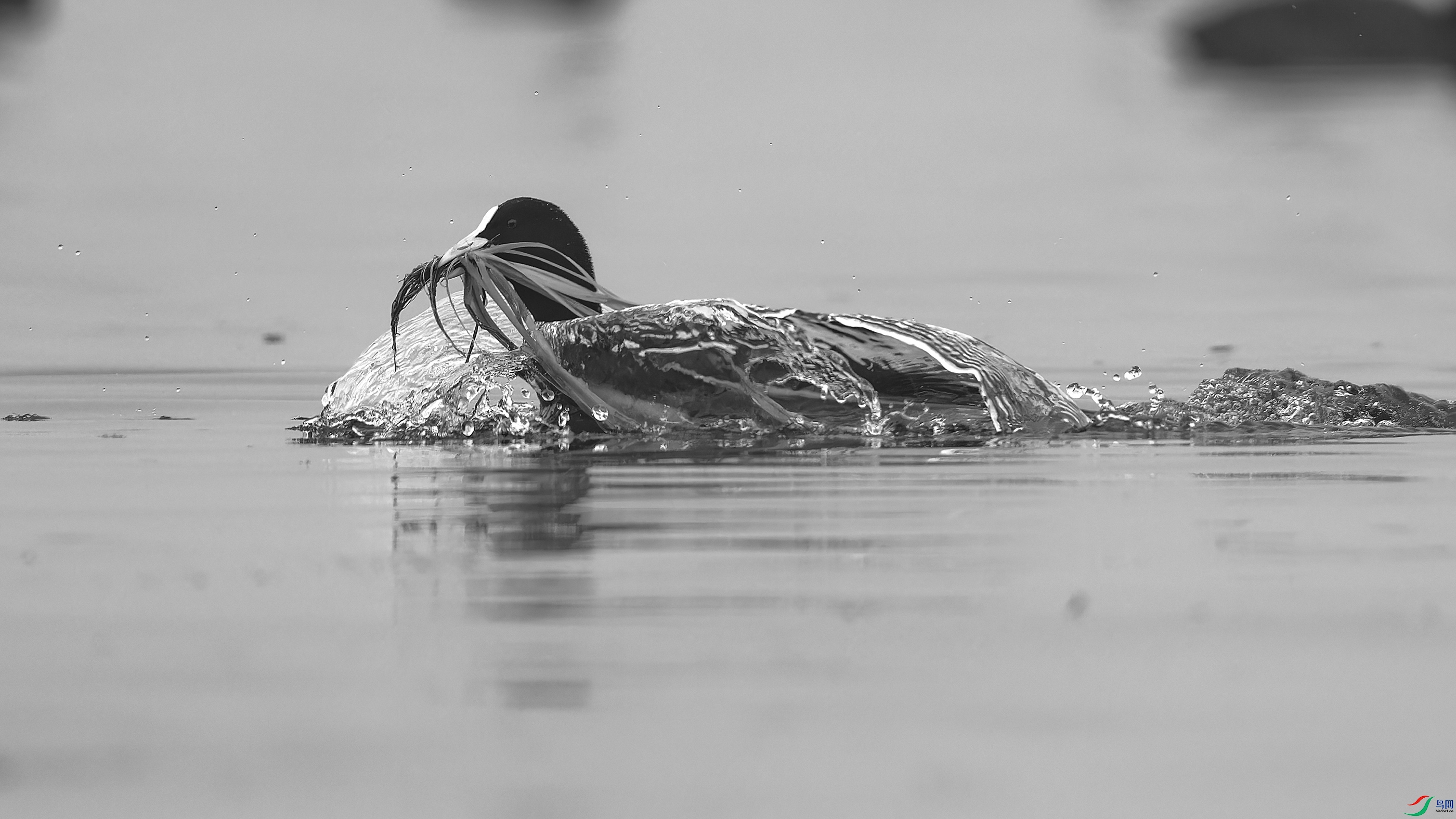 DSC_7465_DxO.jpg