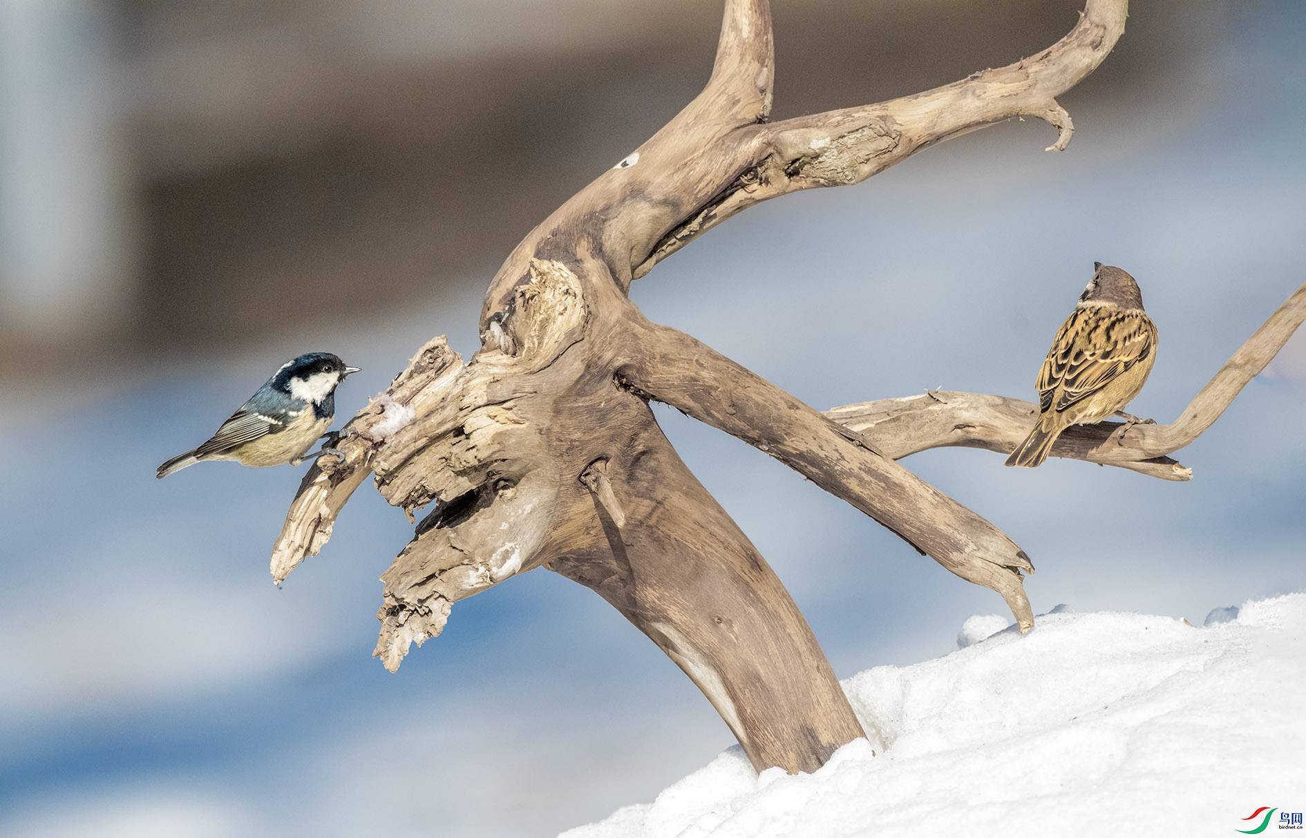 DSC_0162 ����.jpg