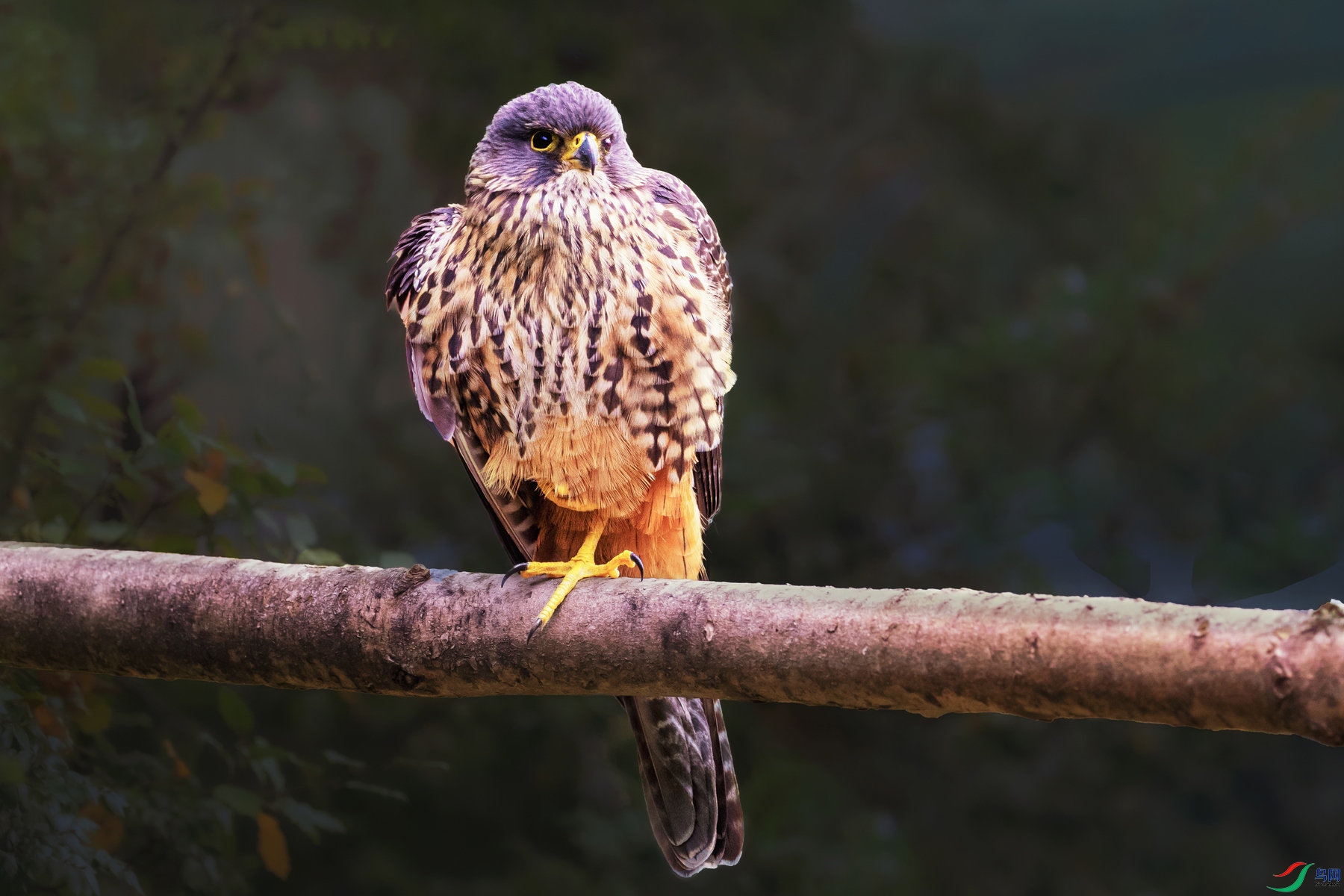 ��������----ӥ���֦