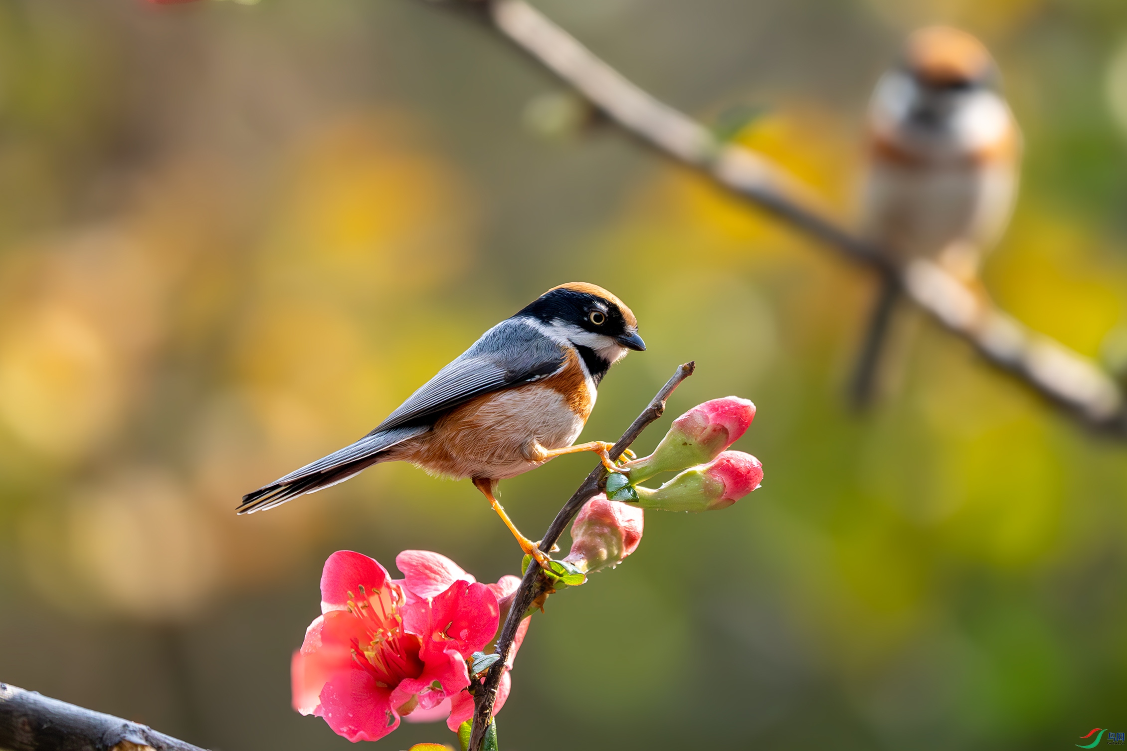 P2010204-����ǿ-NR��ͷ��βɽȸ.jpg