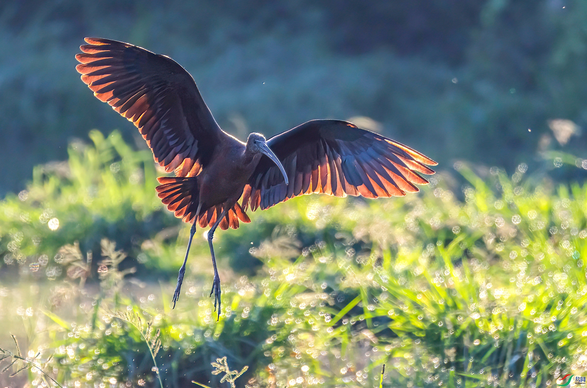 060A1705 ����-Sha-----1 .jpg