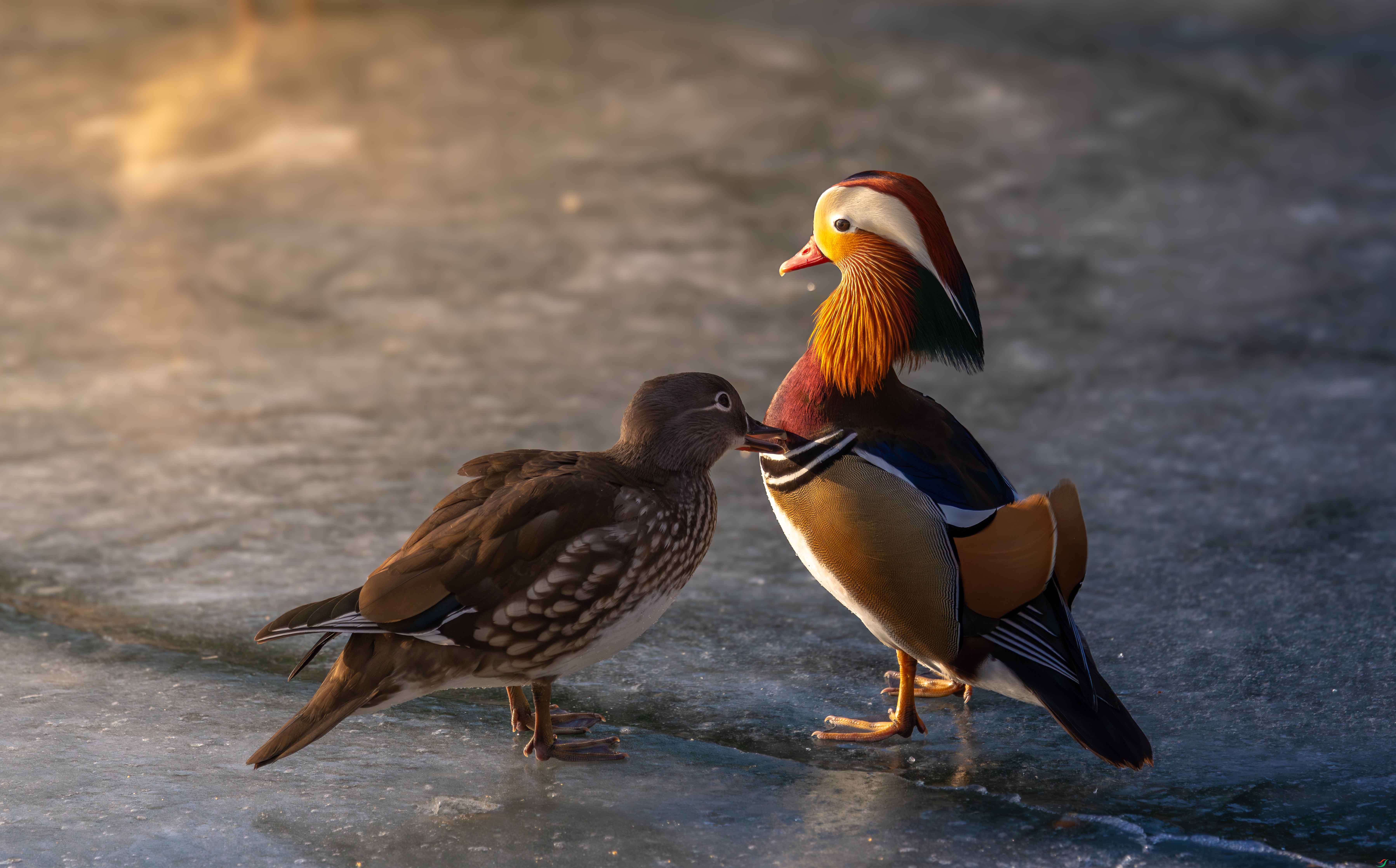 5N2A7989-1 ����.jpg