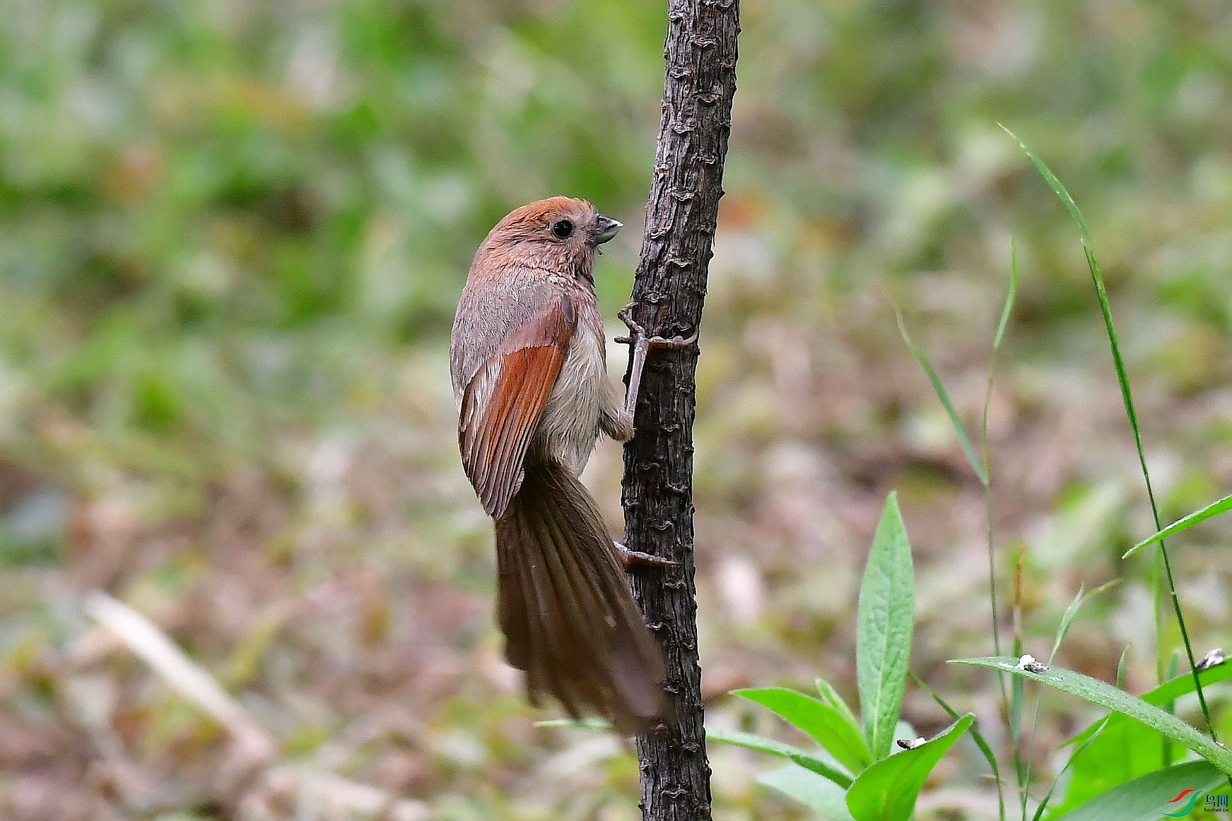 DSC_1243_��ͼ��.jpg