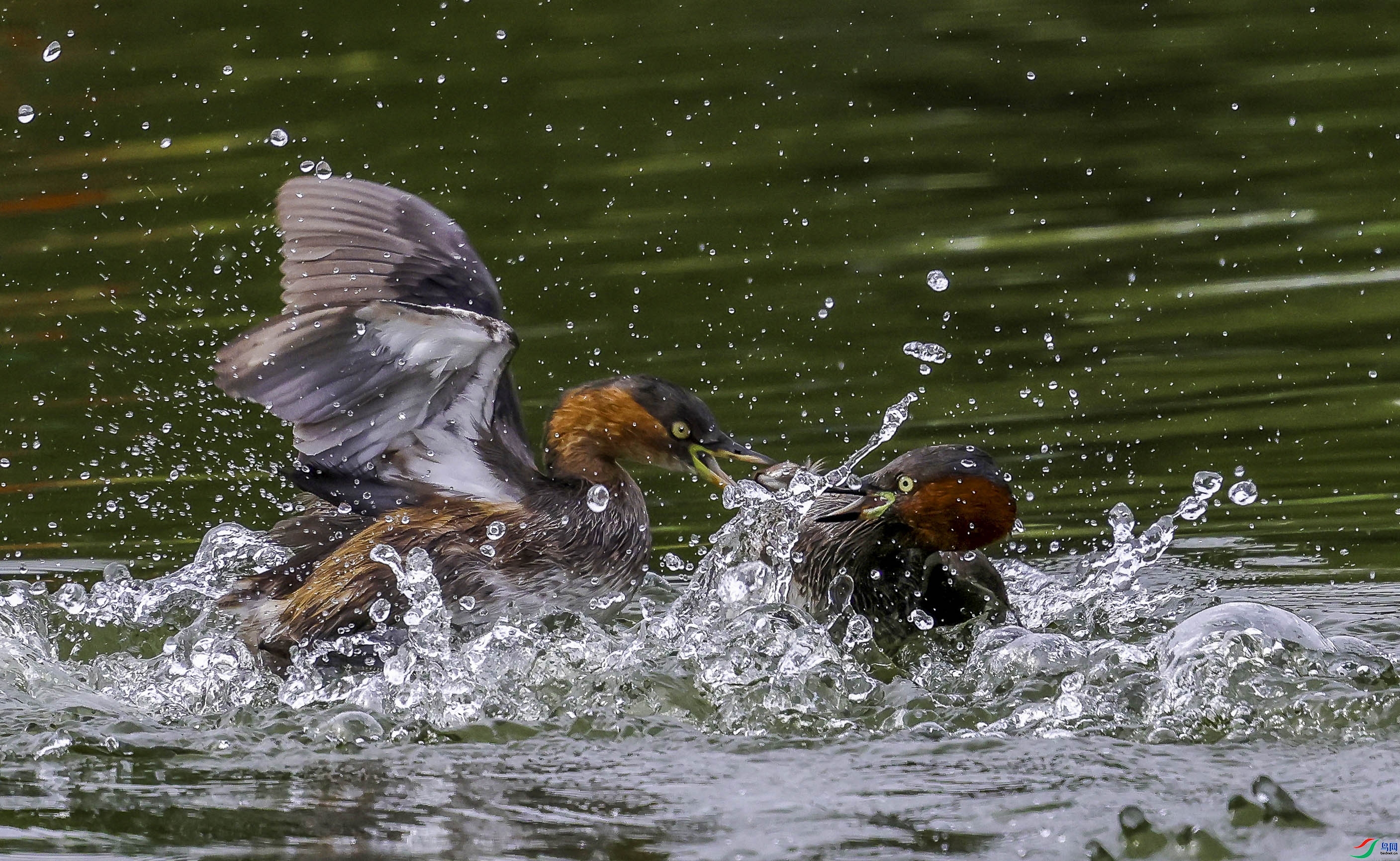 1.30 ����˶����ʦ��Ʒ  ����  �ٻ�2026��1��30�ջ�Ա��ҳ����.jpg