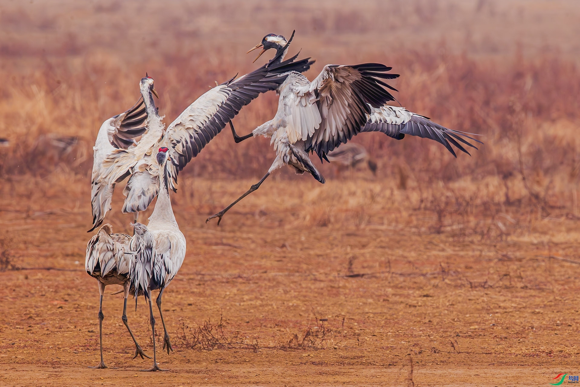 1.29 ����a��ʦ��Ʒ  ��  �ٻ�2026��1��29����Ӱʦ��ҳ����.jpg