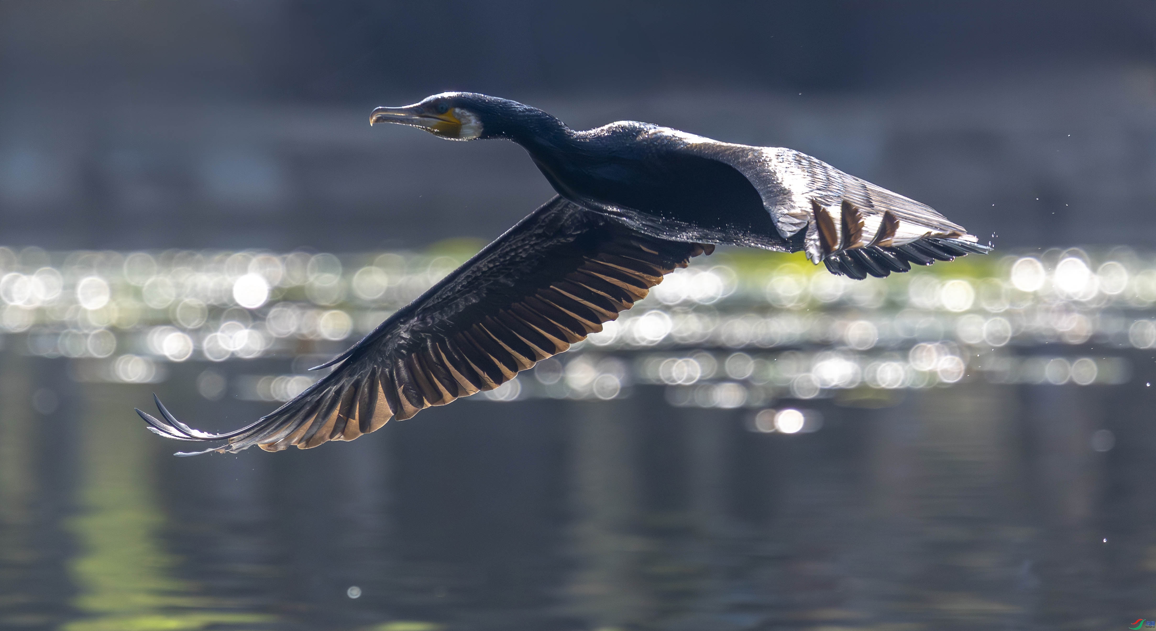 1.31 ����˶����ʦ��Ʒ  ����  �ٻ�2026��1��31�ջ�Ա��ҳ����.jpg