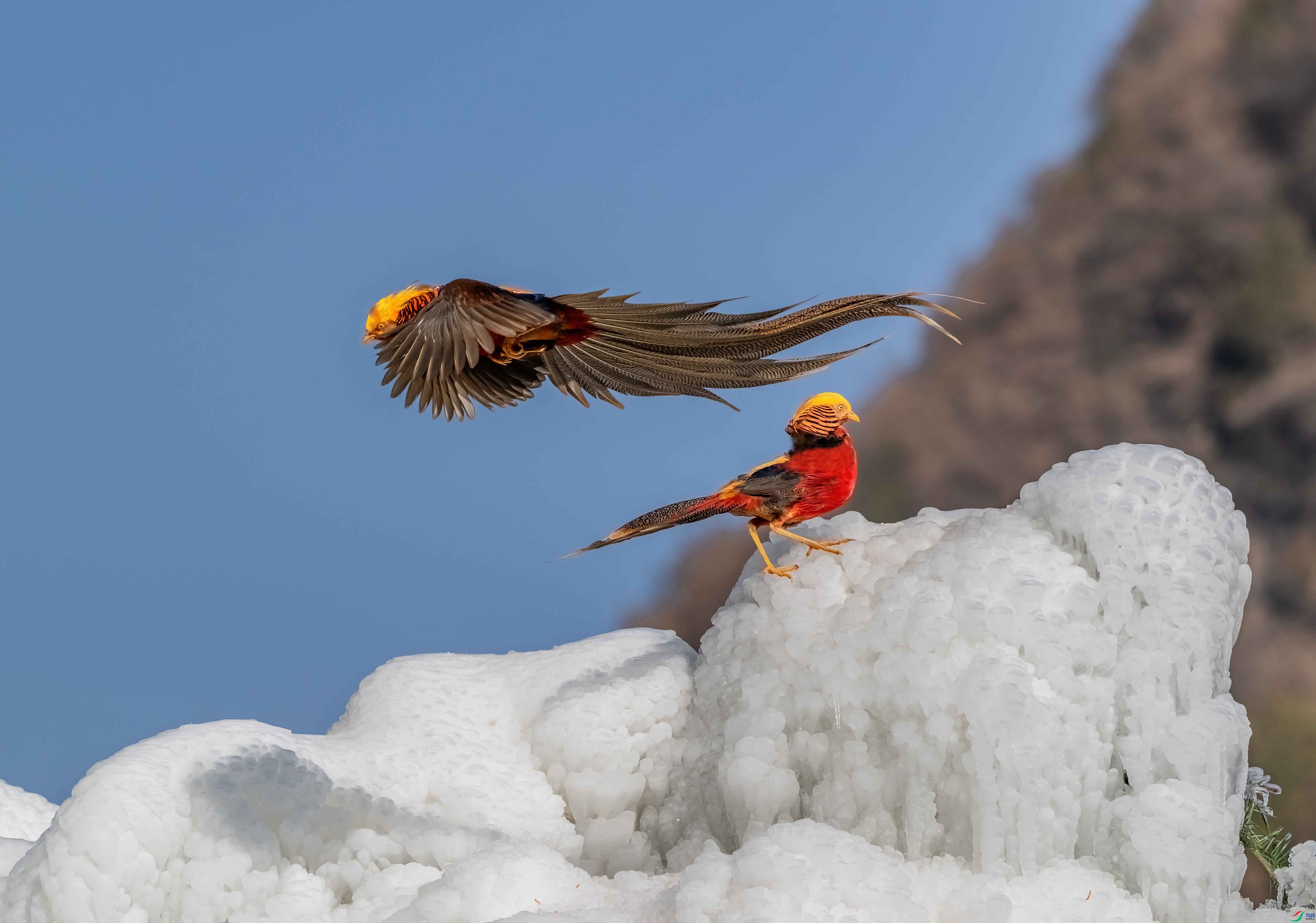 1.30 ������Ӱ��ʦ��Ʒ  ��ɽ�ϵĺ츹����   �ٻ�2026��1��30��Ӱʦ��ҳ����.jpg