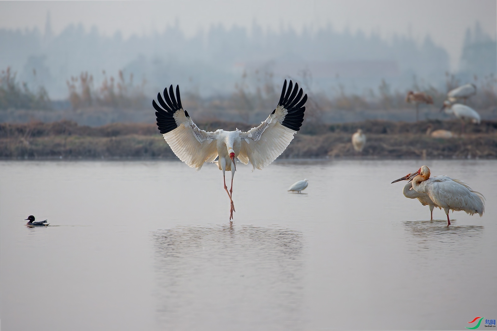 2.1 robinll��ʦ��Ʒ  ����  �ٻ�2026��2��1�ջ�Ա��ҳ����.jpg