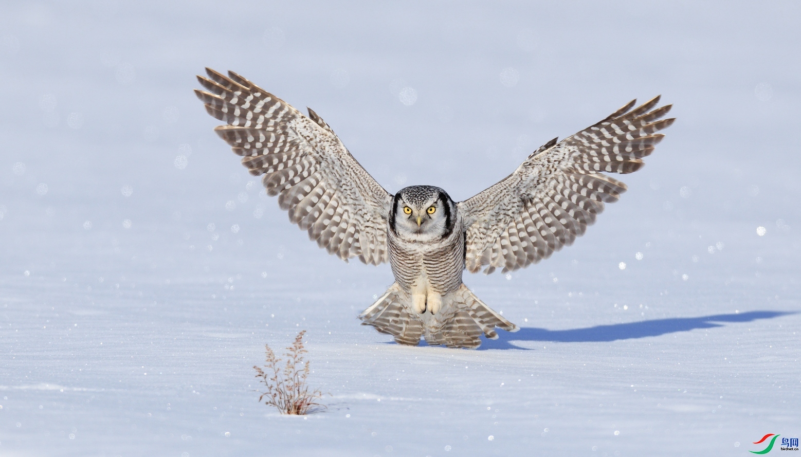 2.1 ��ˮ��ʦ��Ʒ  ���^  �ٻ�2026��2��1����Ӱʦ��ҳ����.jpg