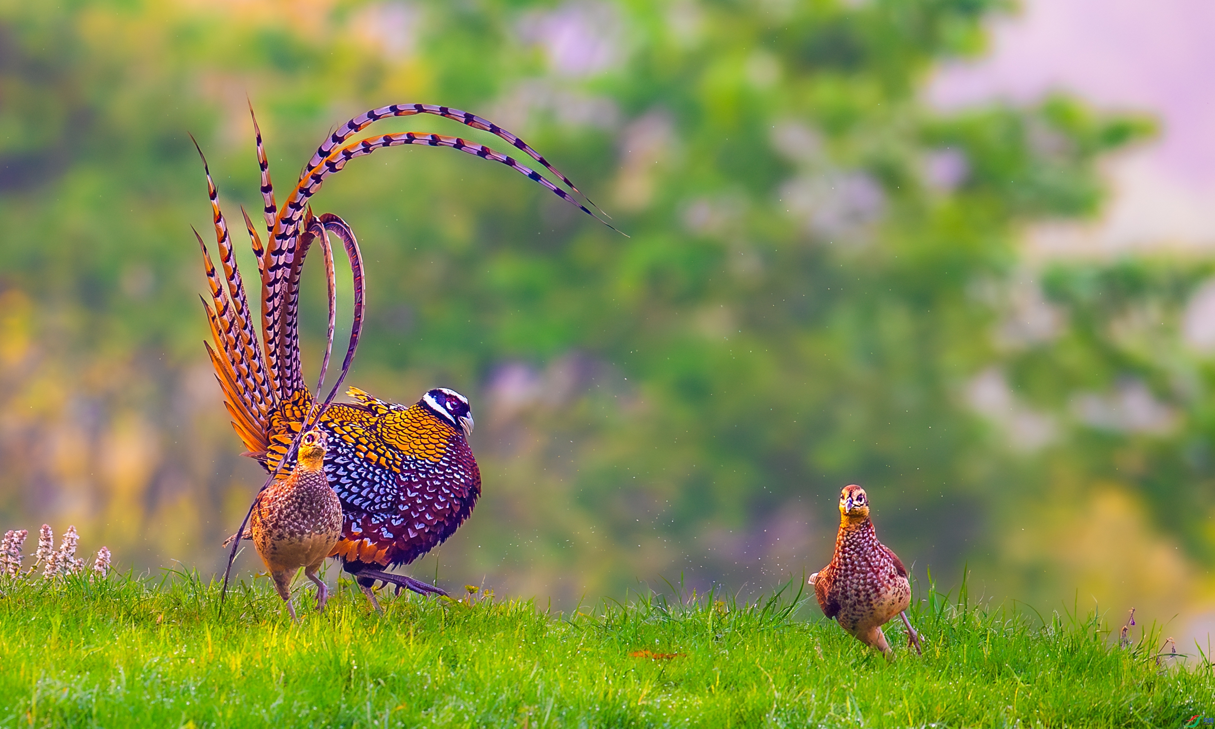 2.1 ��������bj��ʦ��Ʒ  ��������  �ٻ�2026��2��1�հ�����ҳ����.jpg