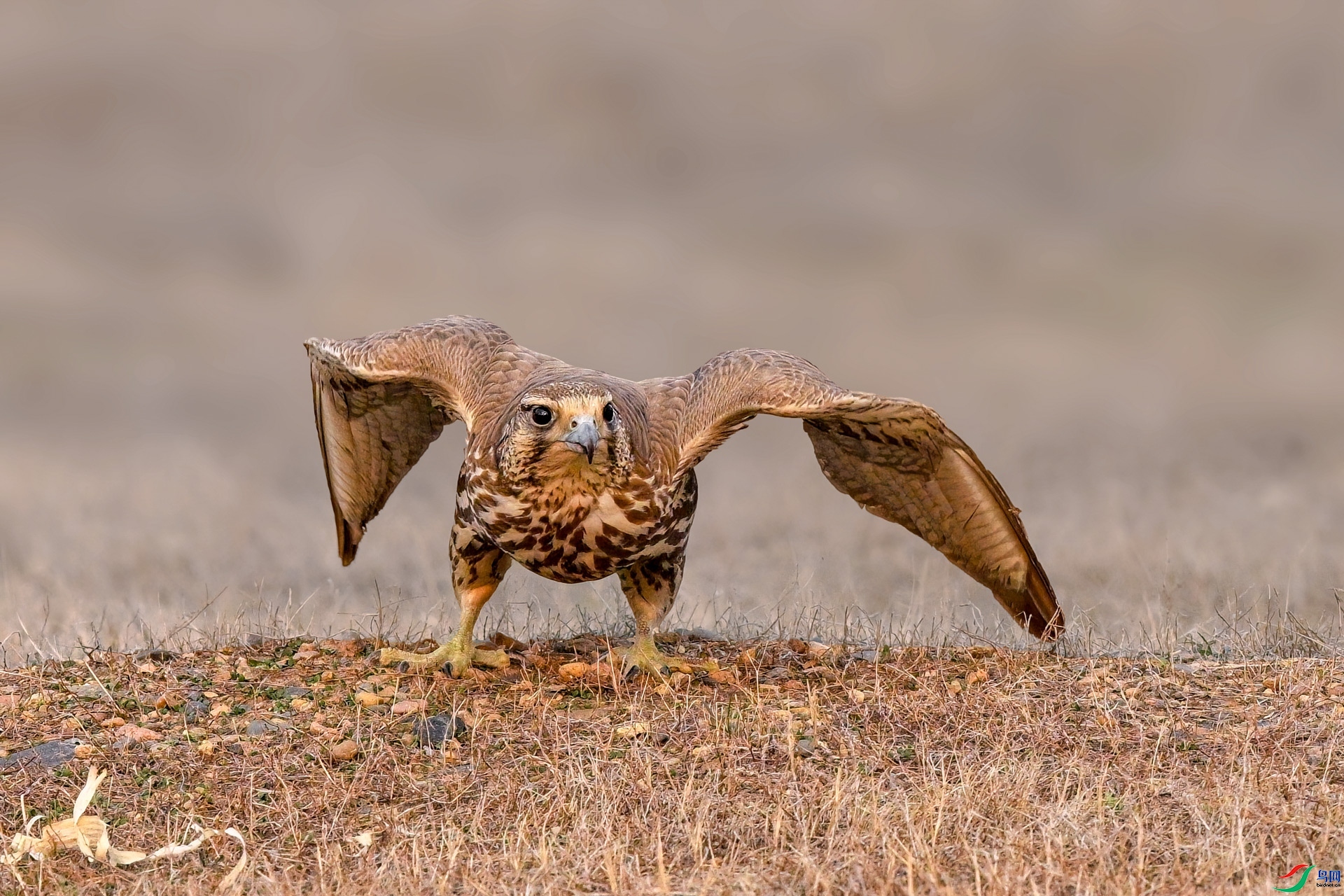 2.2 ��ƽ@��ʦ��Ʒ  ׼�����  �ٻ�2026��2��2����Ӱʦ��ҳ����.jpg