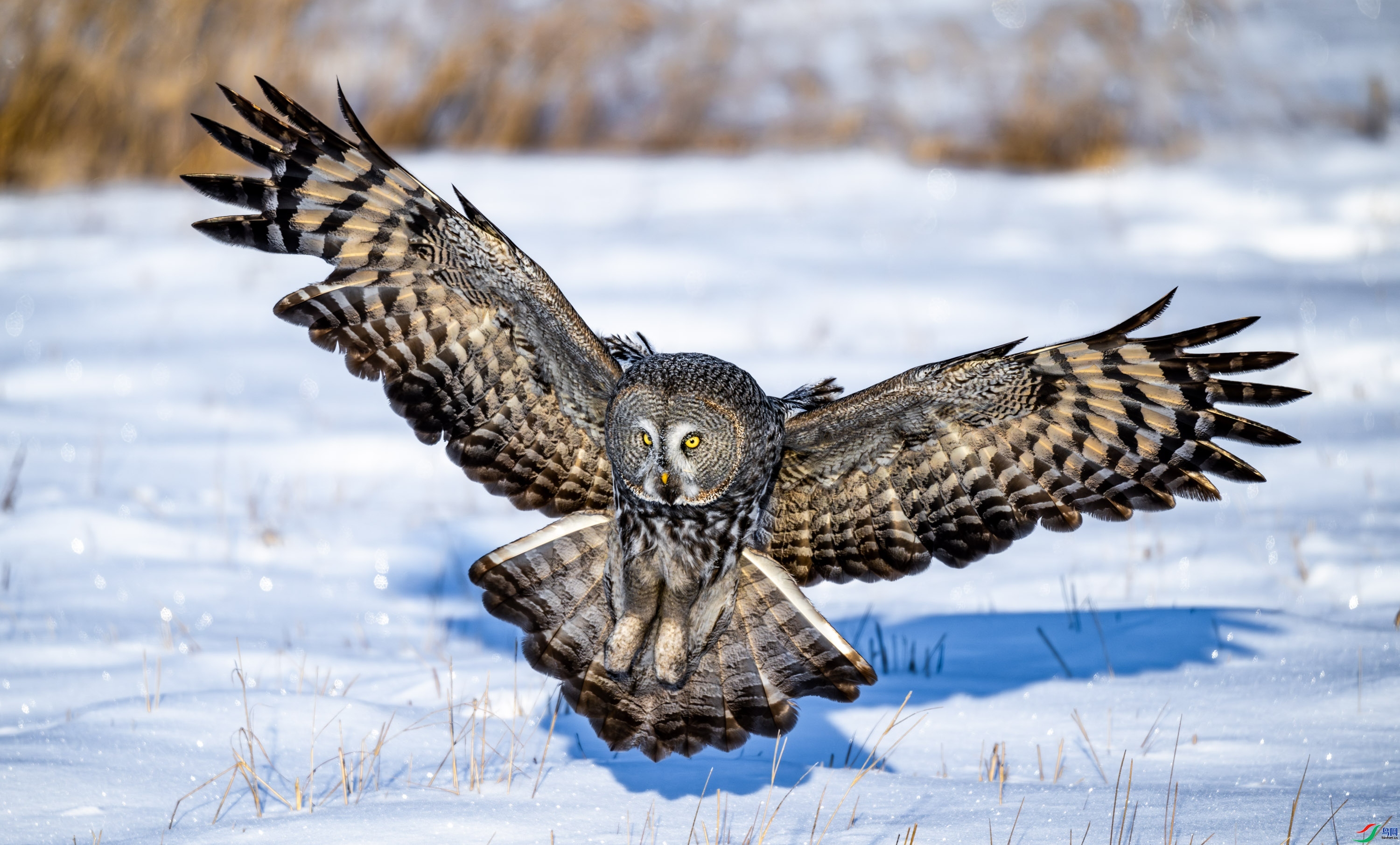 1.31 �ɸ�����ʦ��Ʒ  �����^   �ٻ�2026��1��31����Ӱʦ��ҳ����.jpg