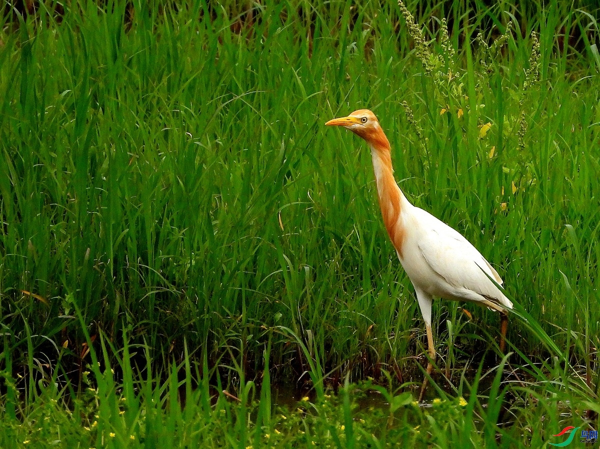 2.3 ��Ӿ��ʦ��Ʒ  ţ����  �ٻ�2026��2��3�ջ�Ա��ҳ����.jpg