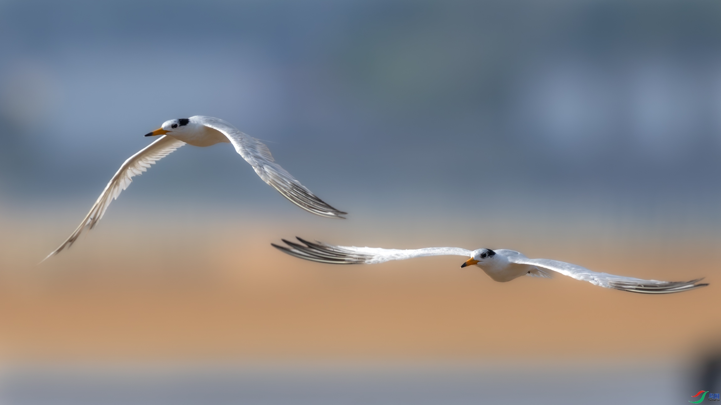 2.3 ��Ů��·����ʦ��Ʒ  ����  �ٻ�2026��2��3�հ�����ҳ����.jpg