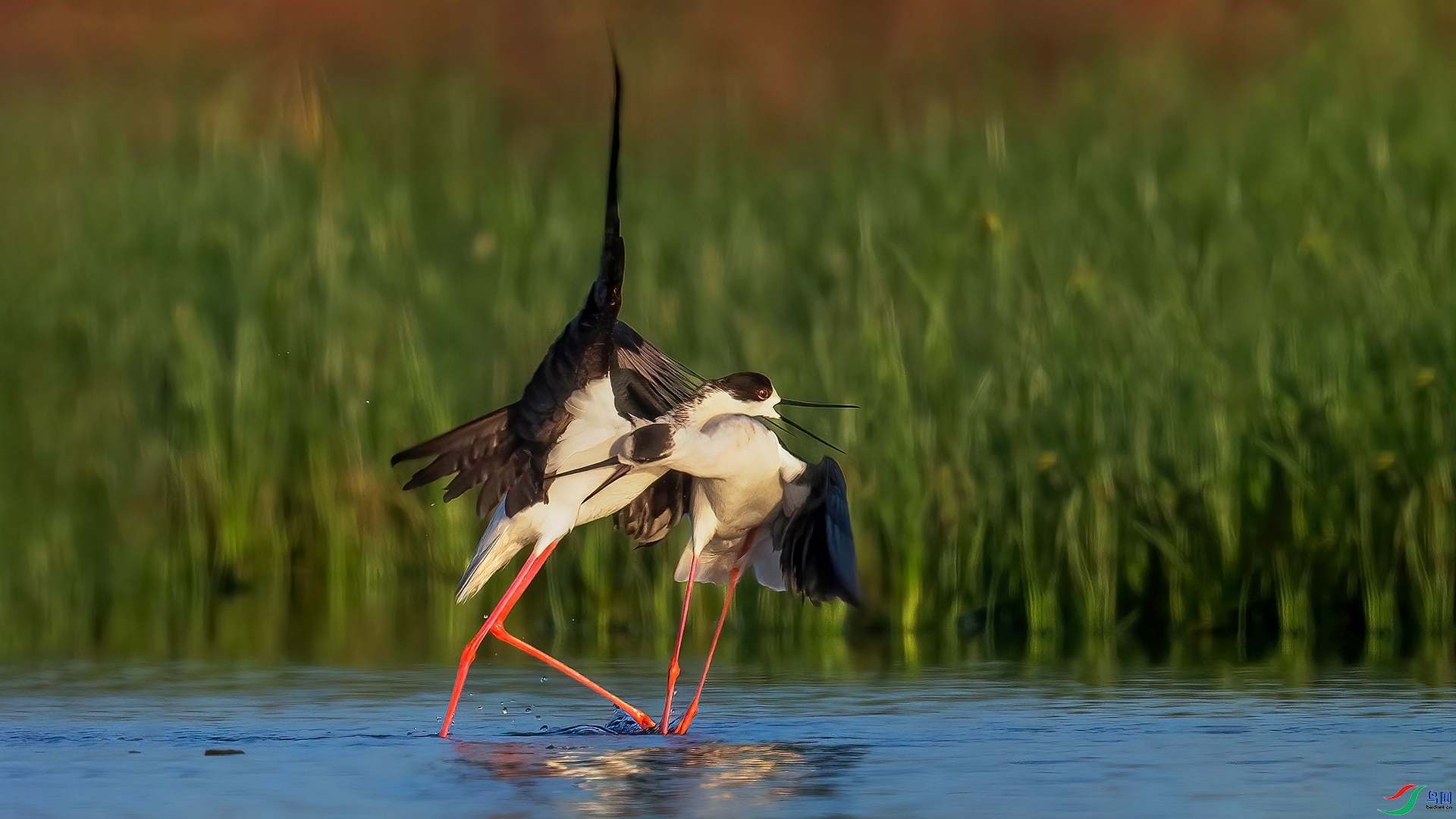 2.3 ɽ��ˮ����ʦ��Ʒ  ��˺  �ٻ�2026��2��3�հ�����ҳ����.jpg