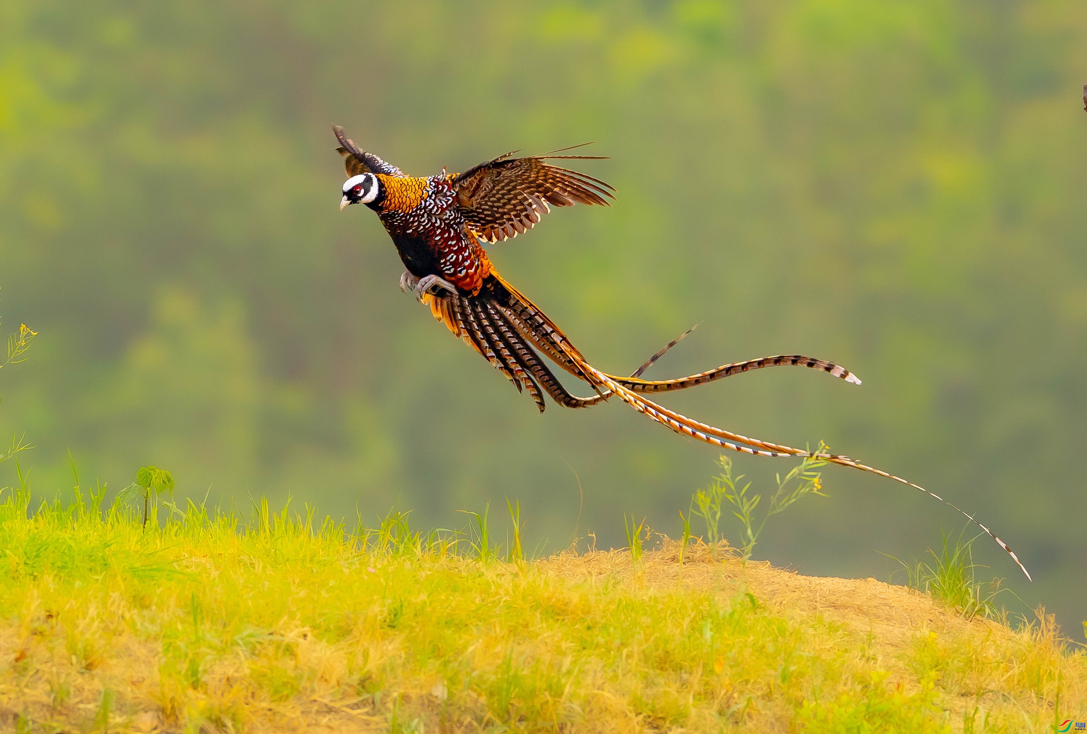 2.1 coolyang��ʦ��Ʒ  �����η�  �ٻ�2026��2��1����Ӱʦ��ҳ����.jpg