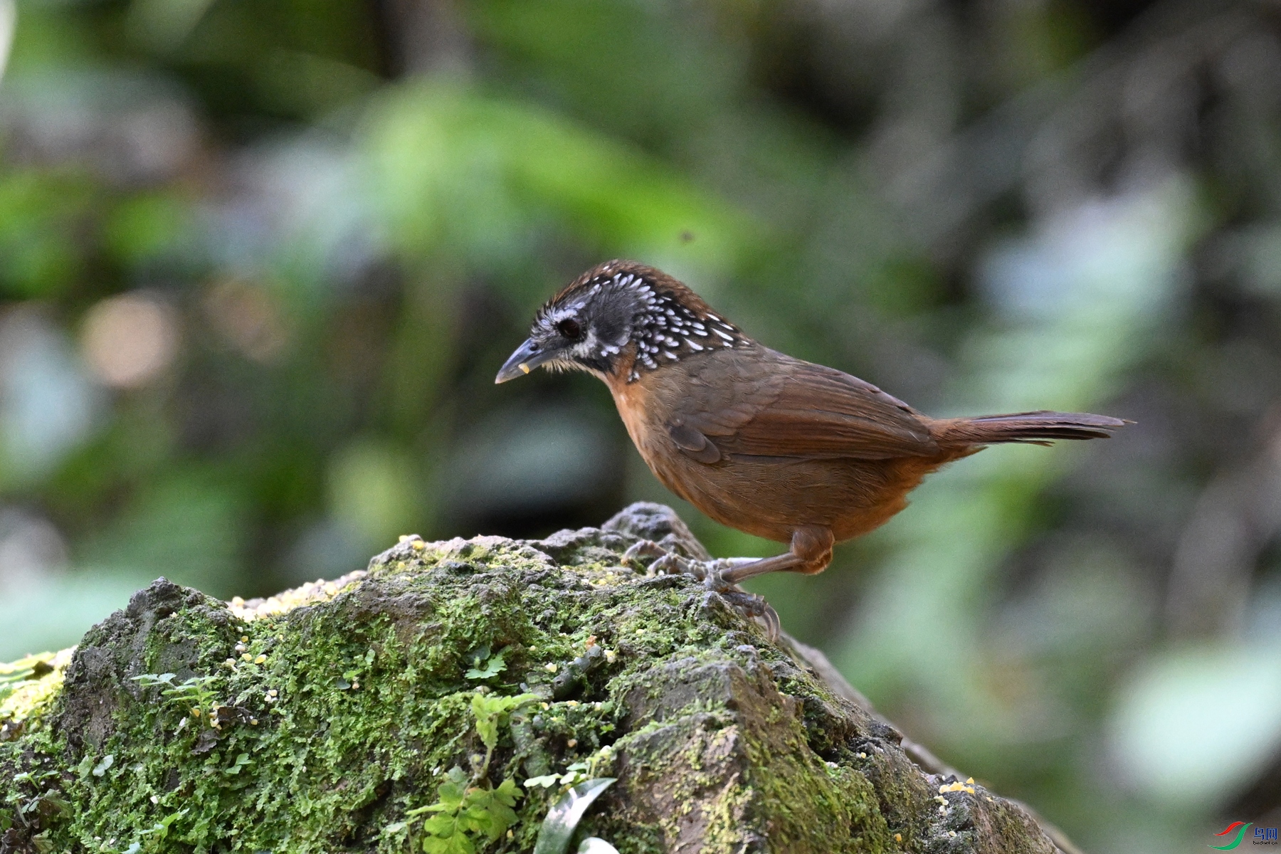 DSC_6537.JPG
