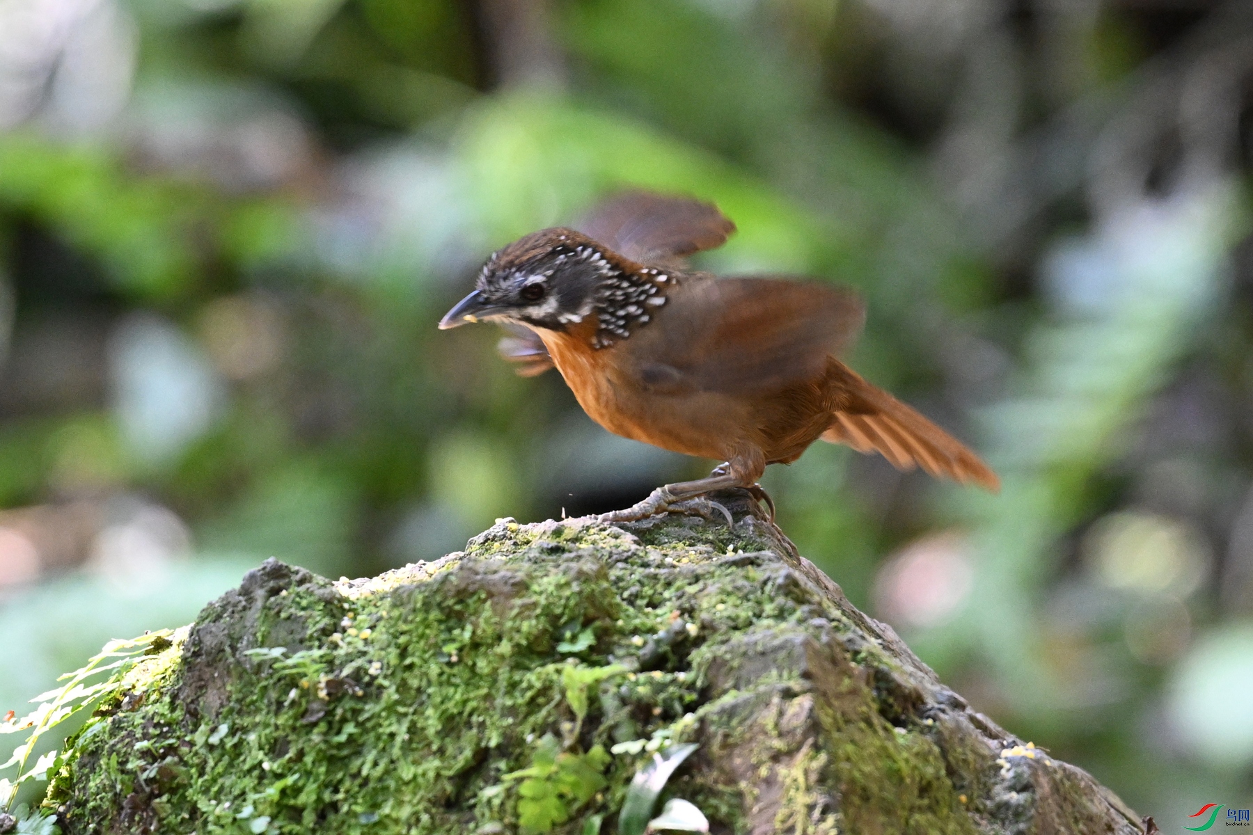 DSC_6540.JPG
