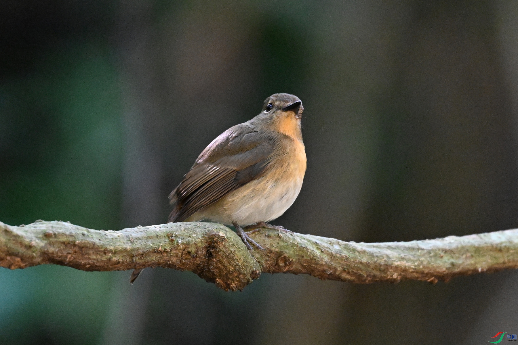 DSC_6525.JPG
