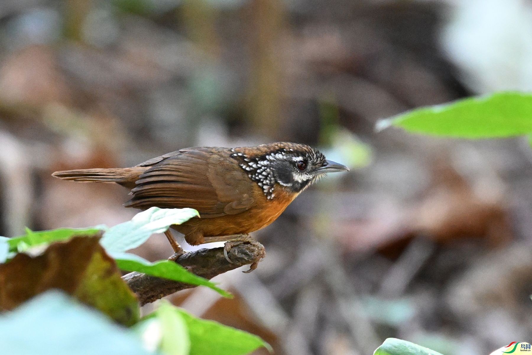 DSC_6544.JPG