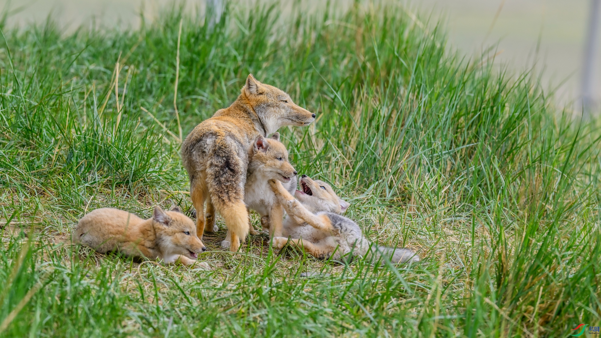 _DSC1967 ����_����.jpg