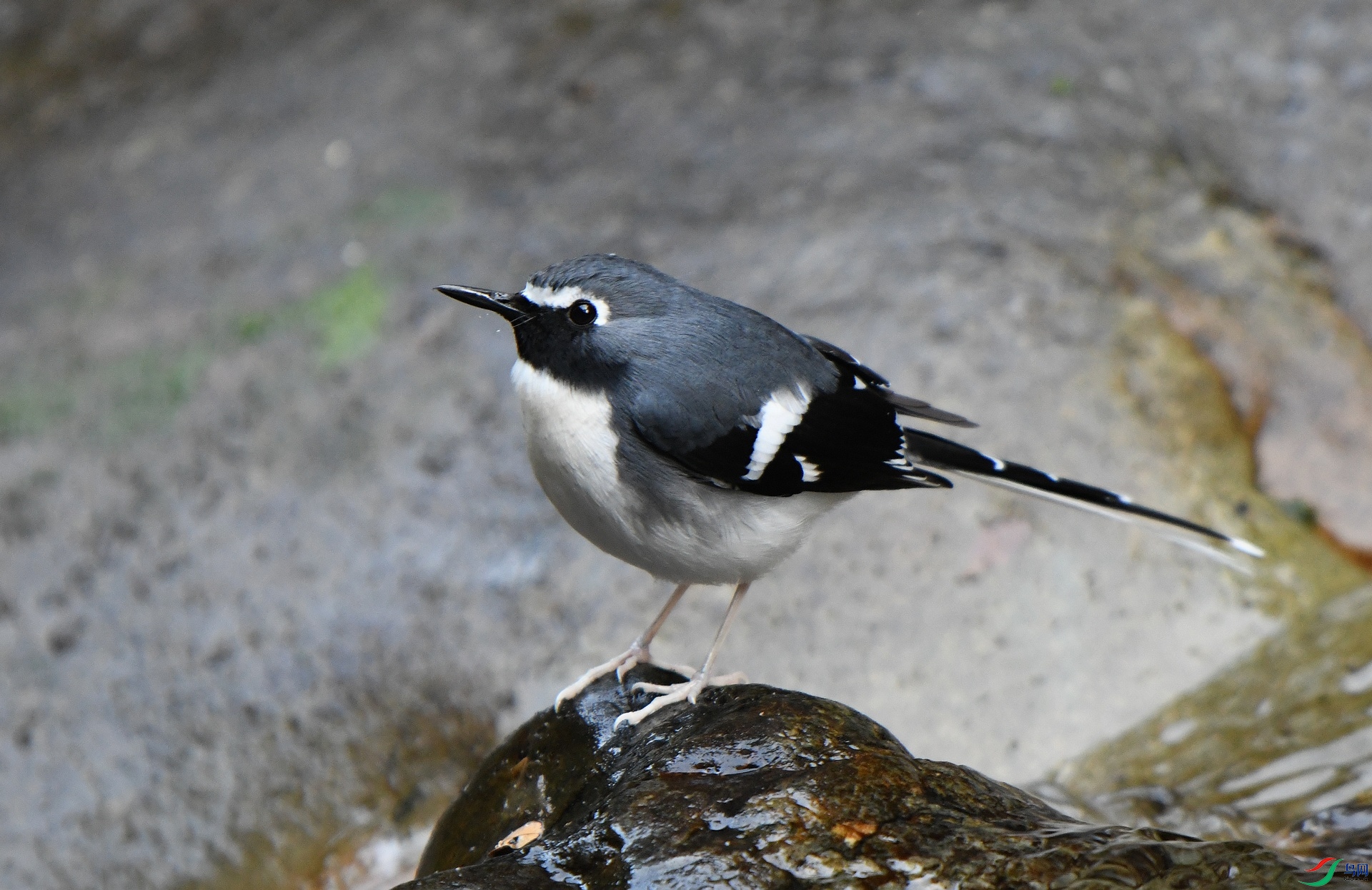DSC_0820.jpg