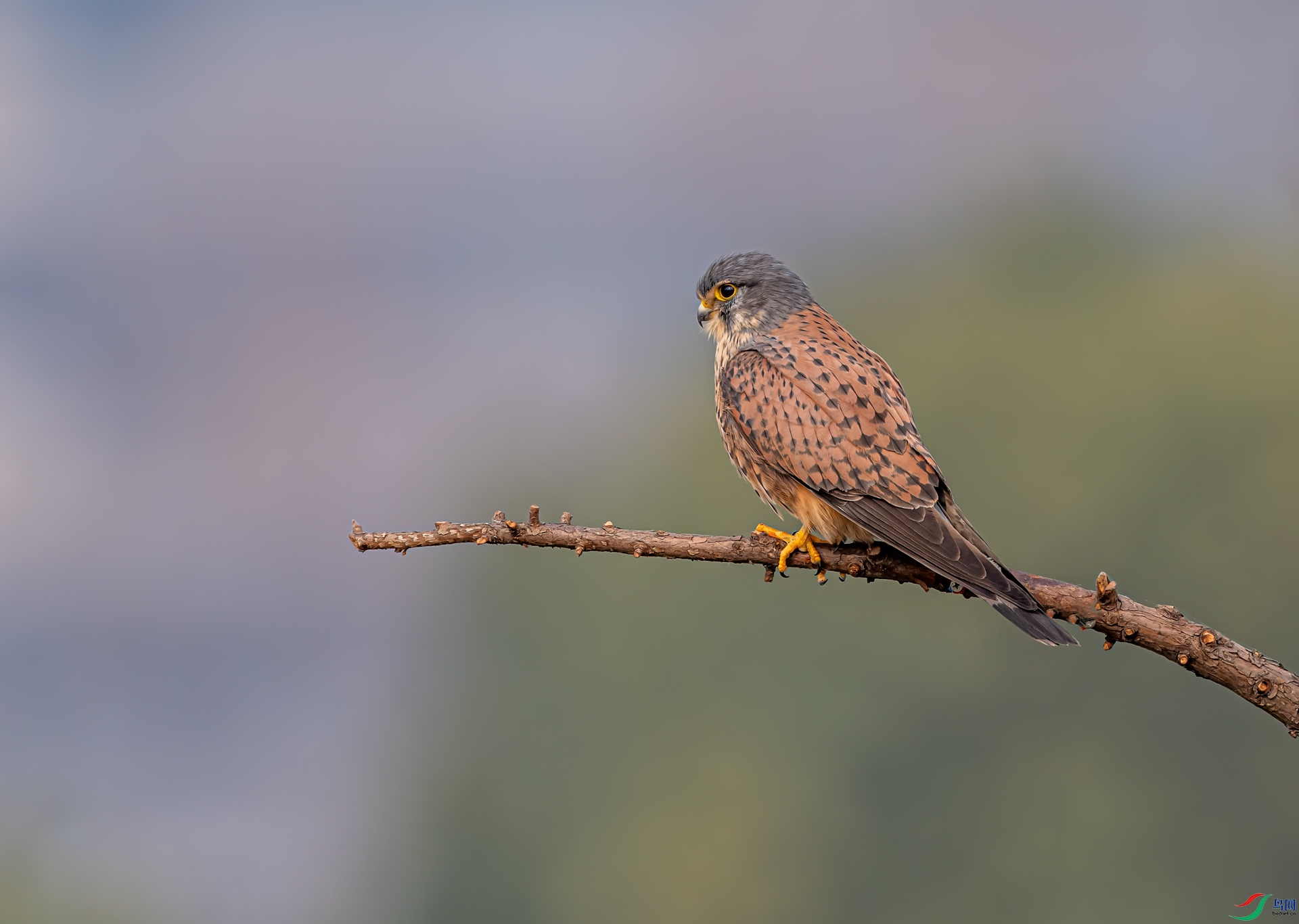 DSC_0365-11.jpg