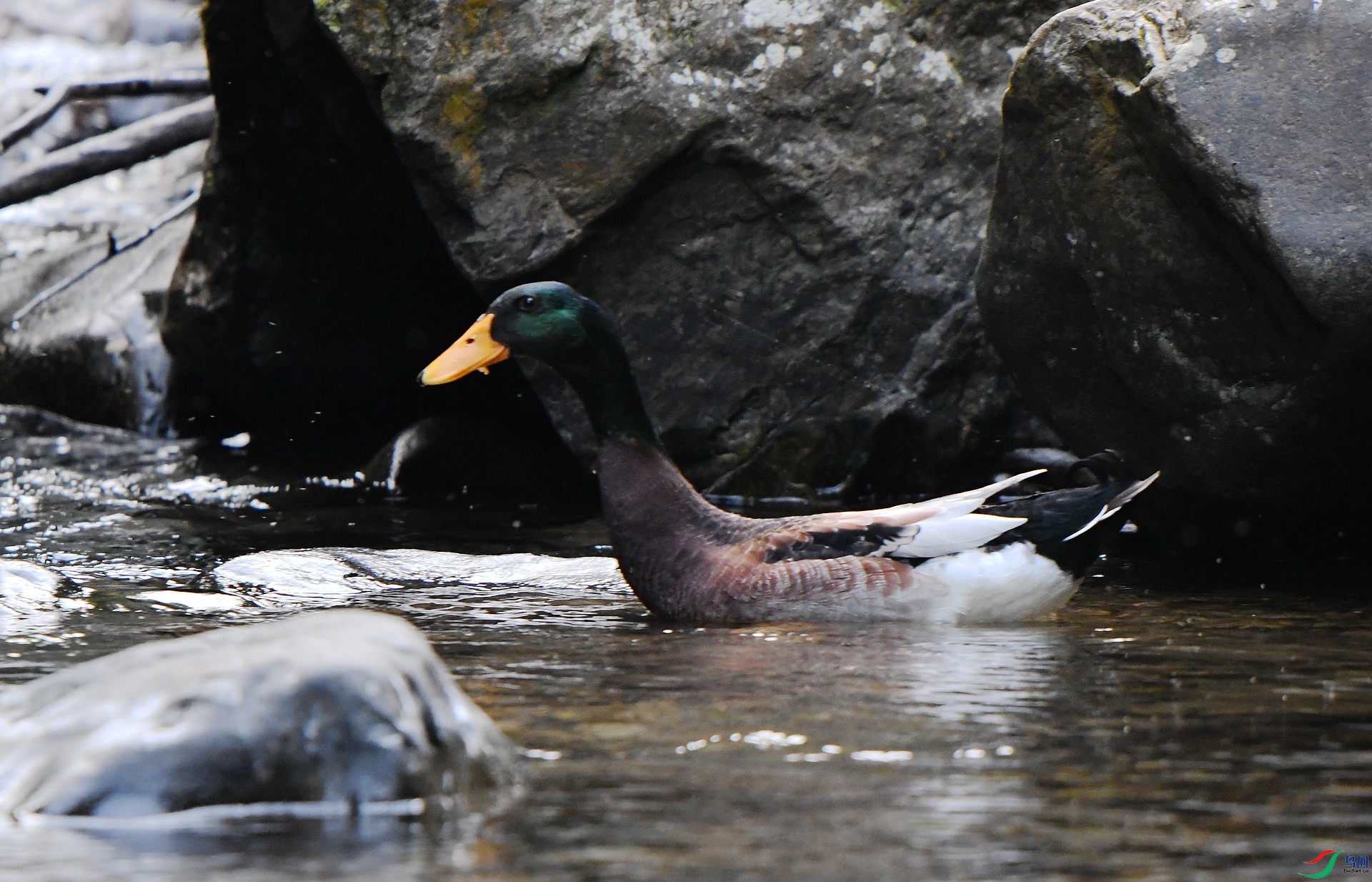 DSC_1078.jpg