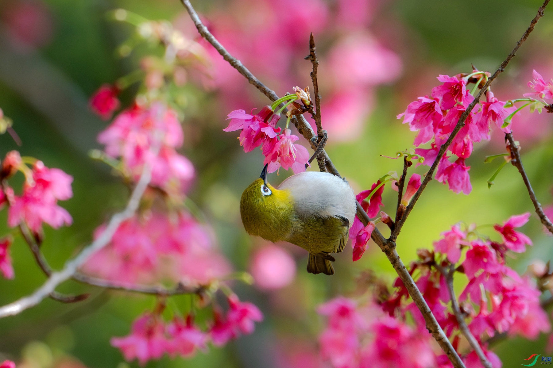 DSC_9255_����.jpg