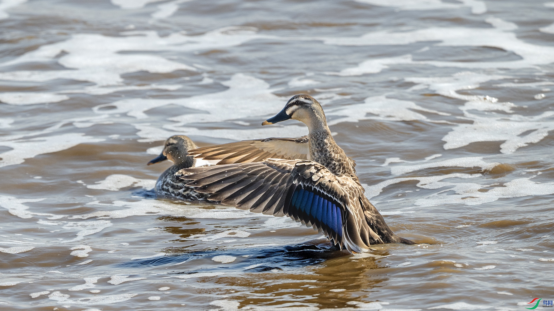 DSC_5558 ����.jpg