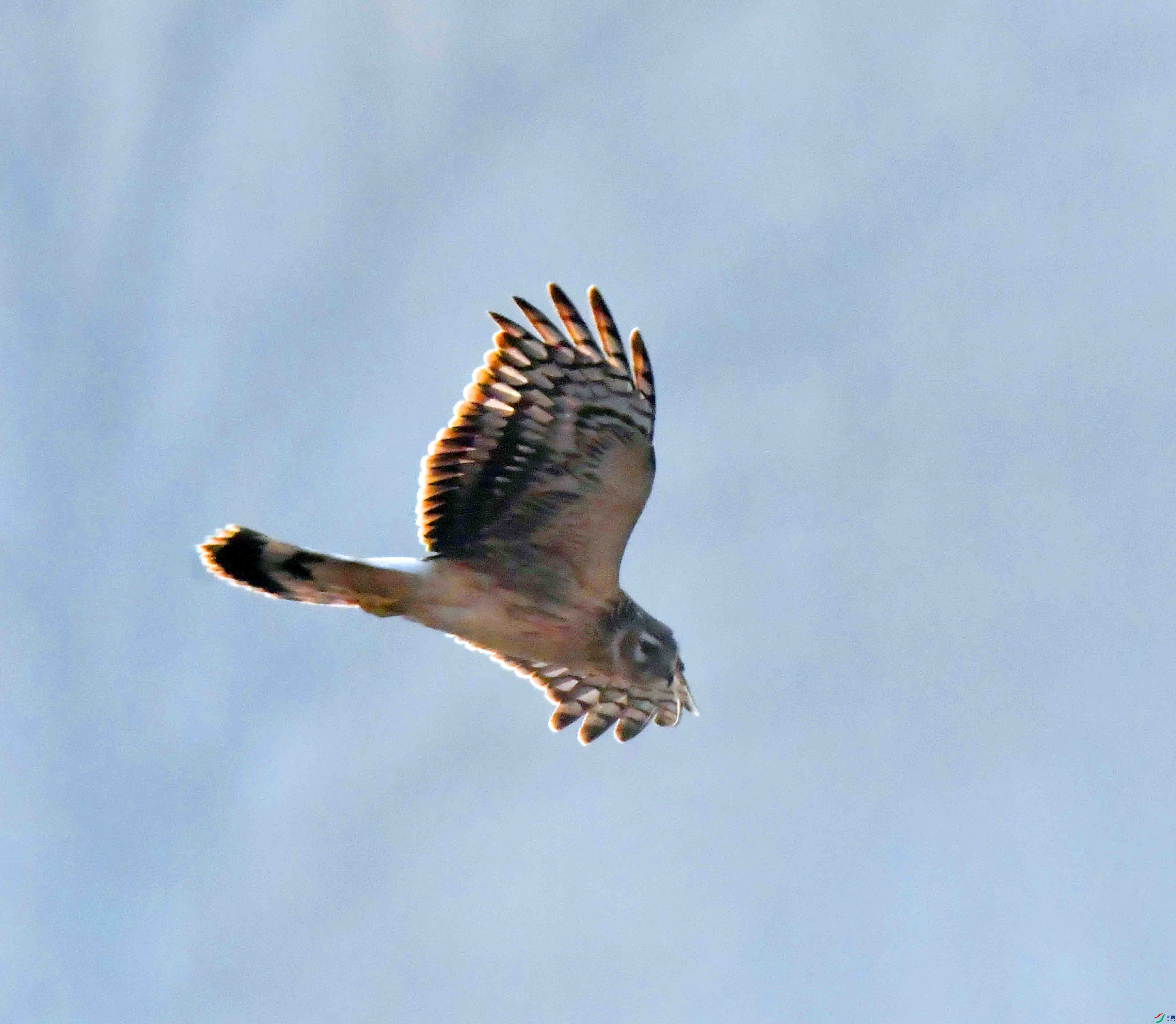 DSC_6187.JPG