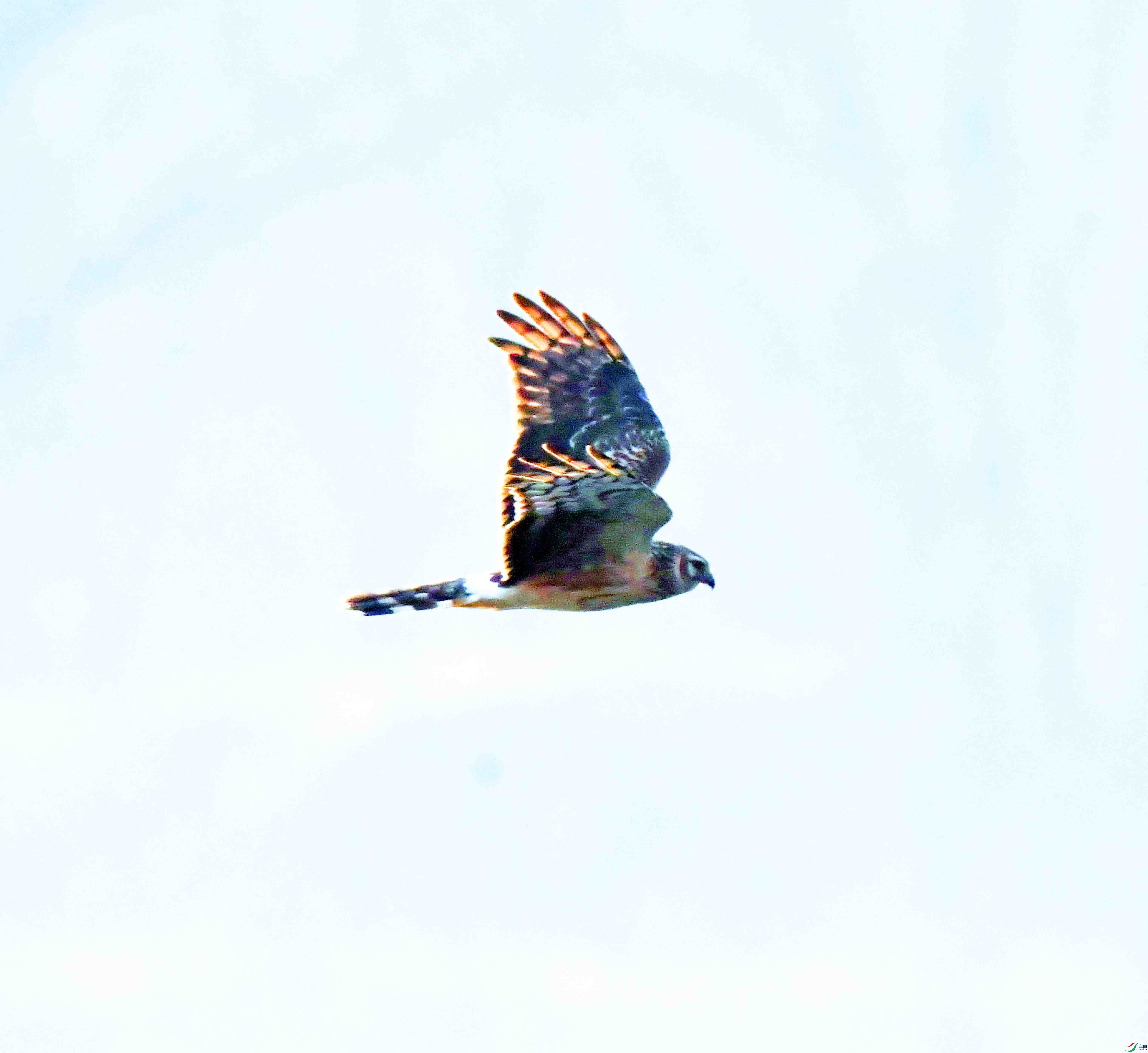 DSC_6215.JPG