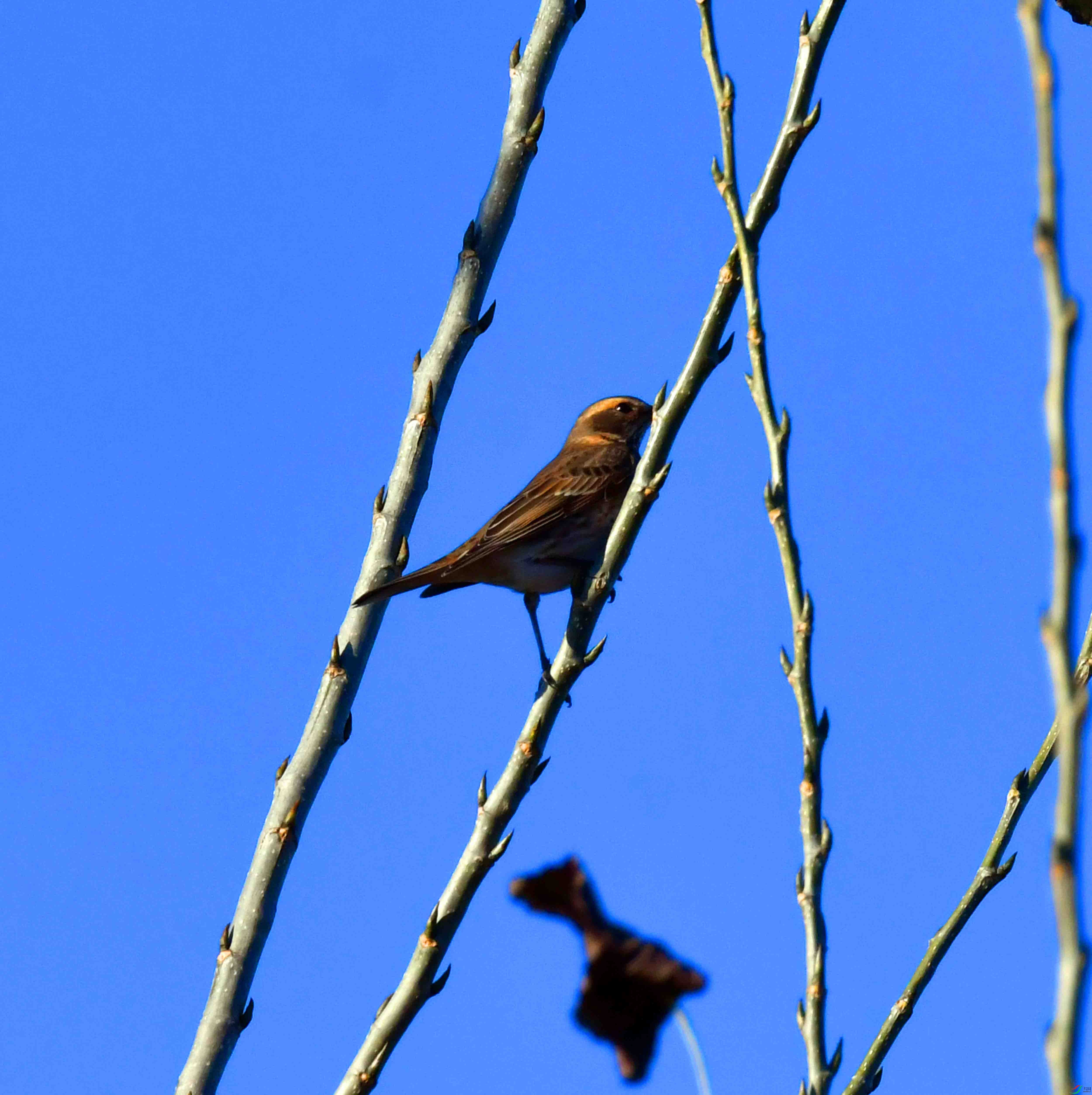 DSC_5146.JPG