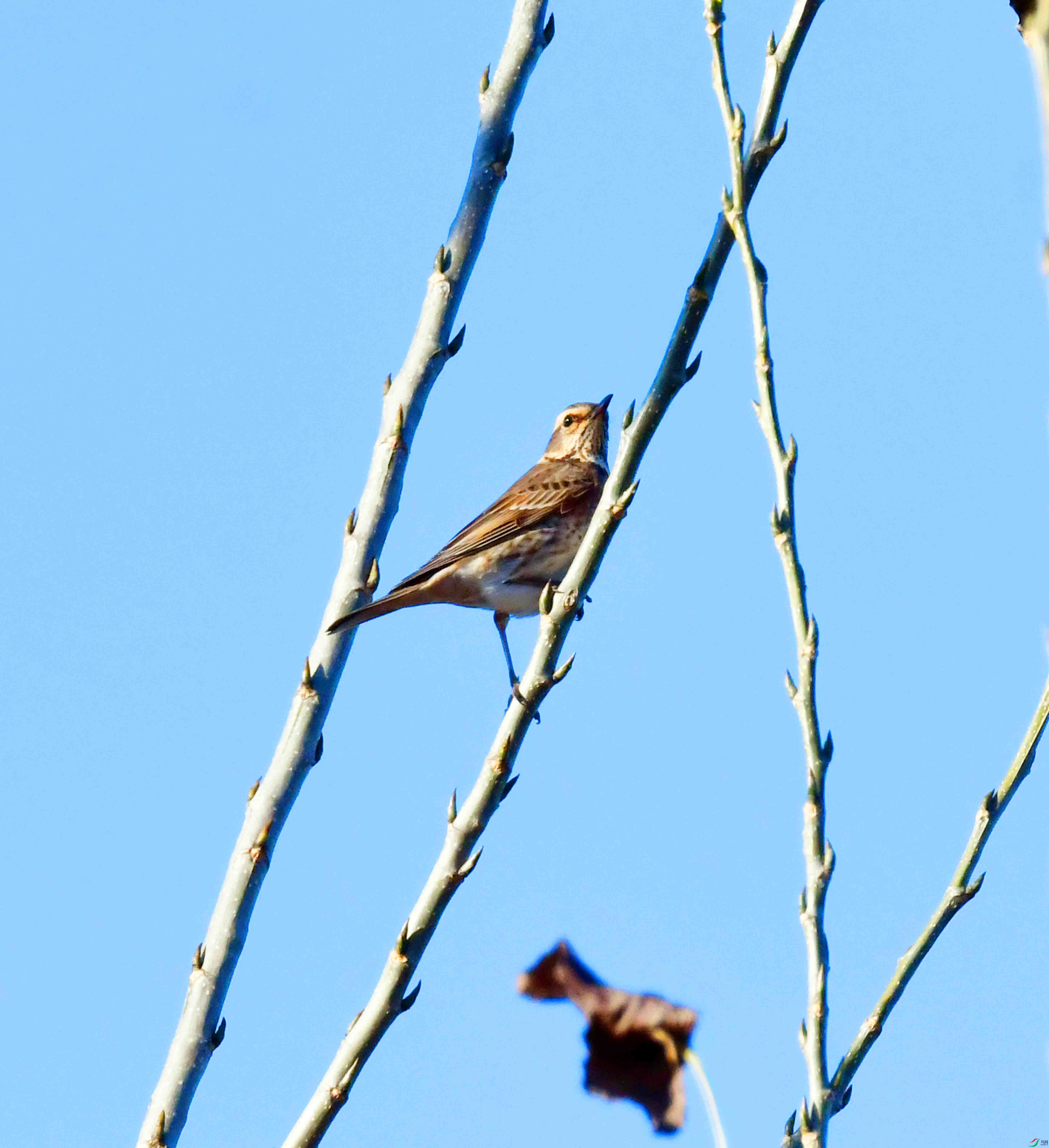 DSC_5153.JPG