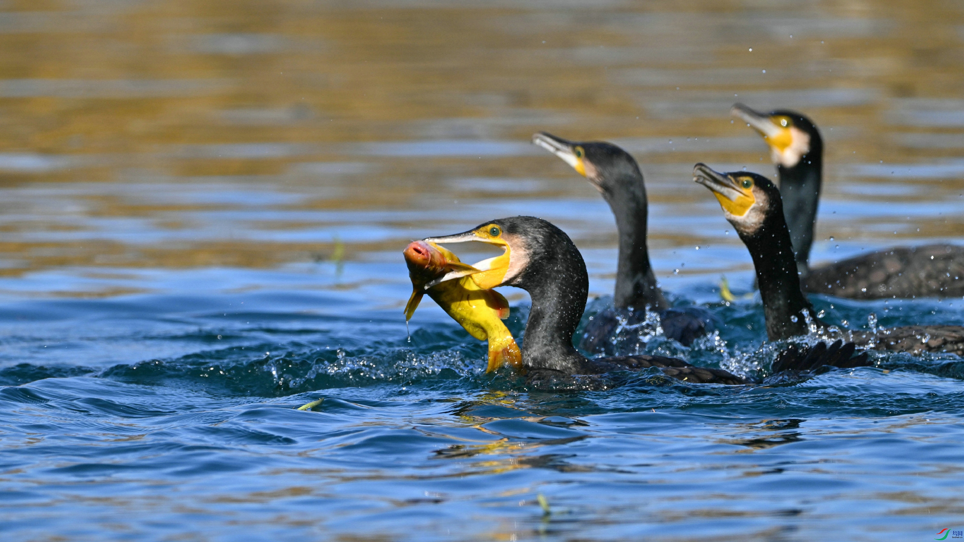 DSC_8531.JPG