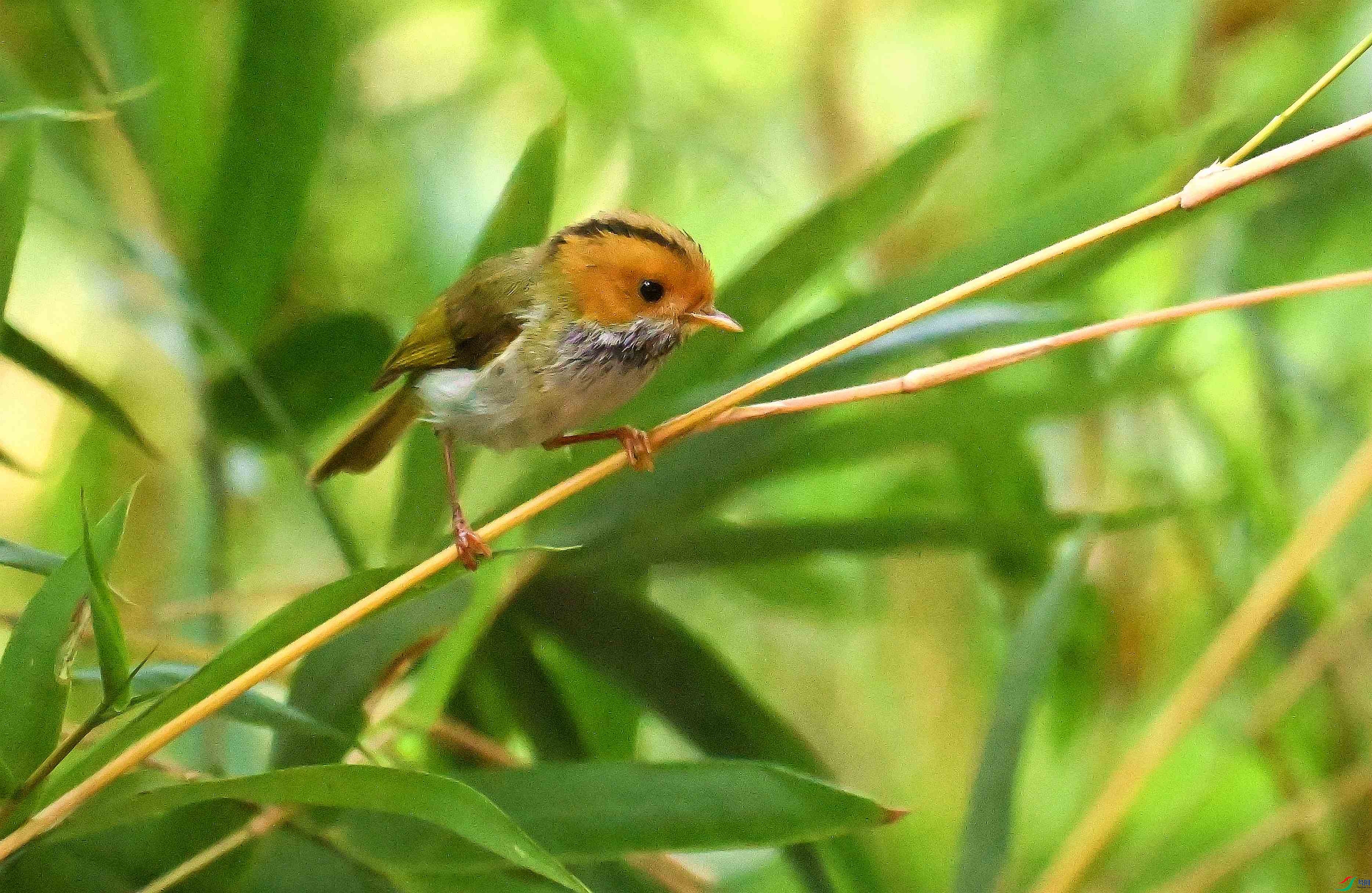 DSC_7206_����.jpg