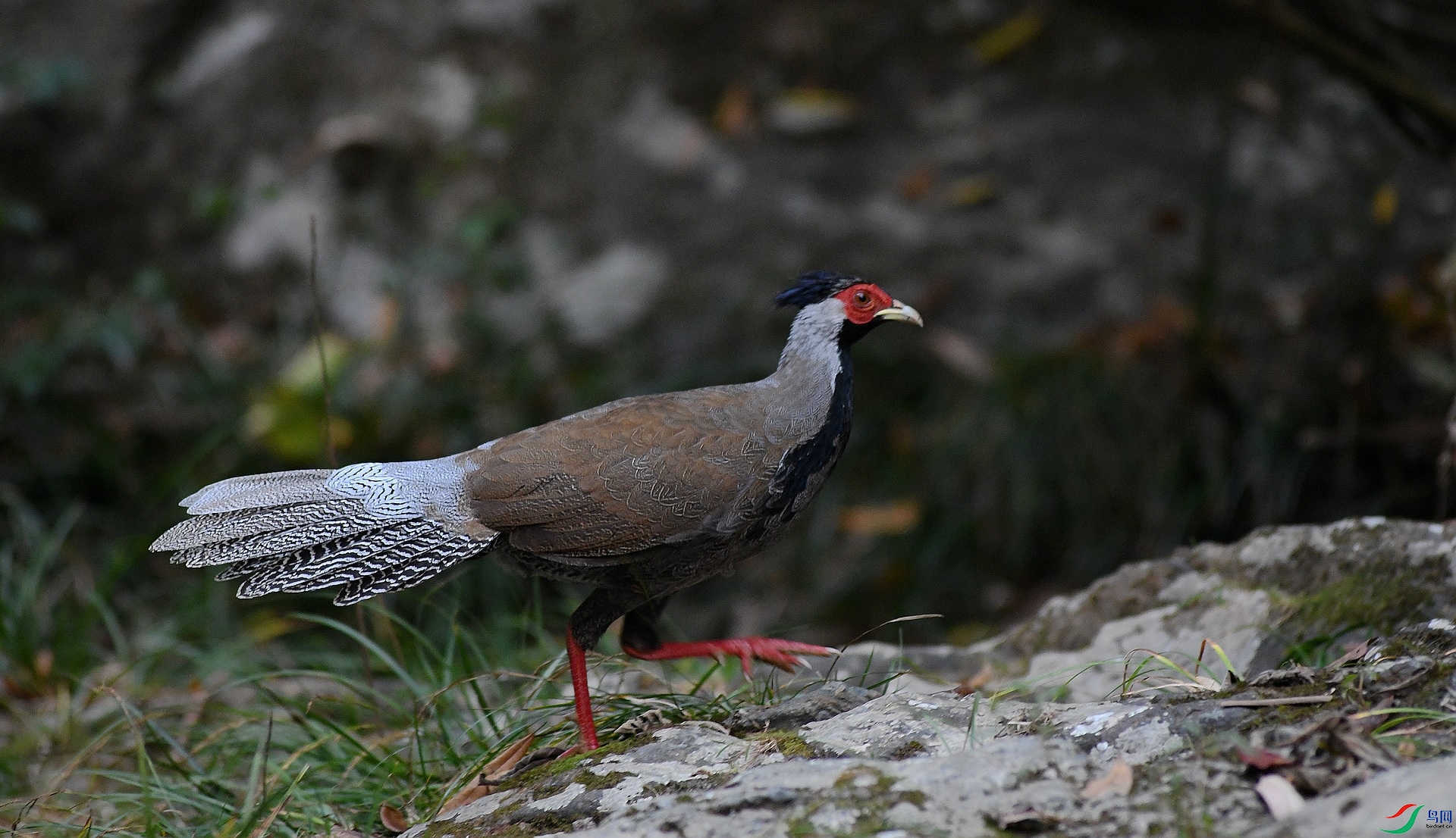 DSC_9333.jpg