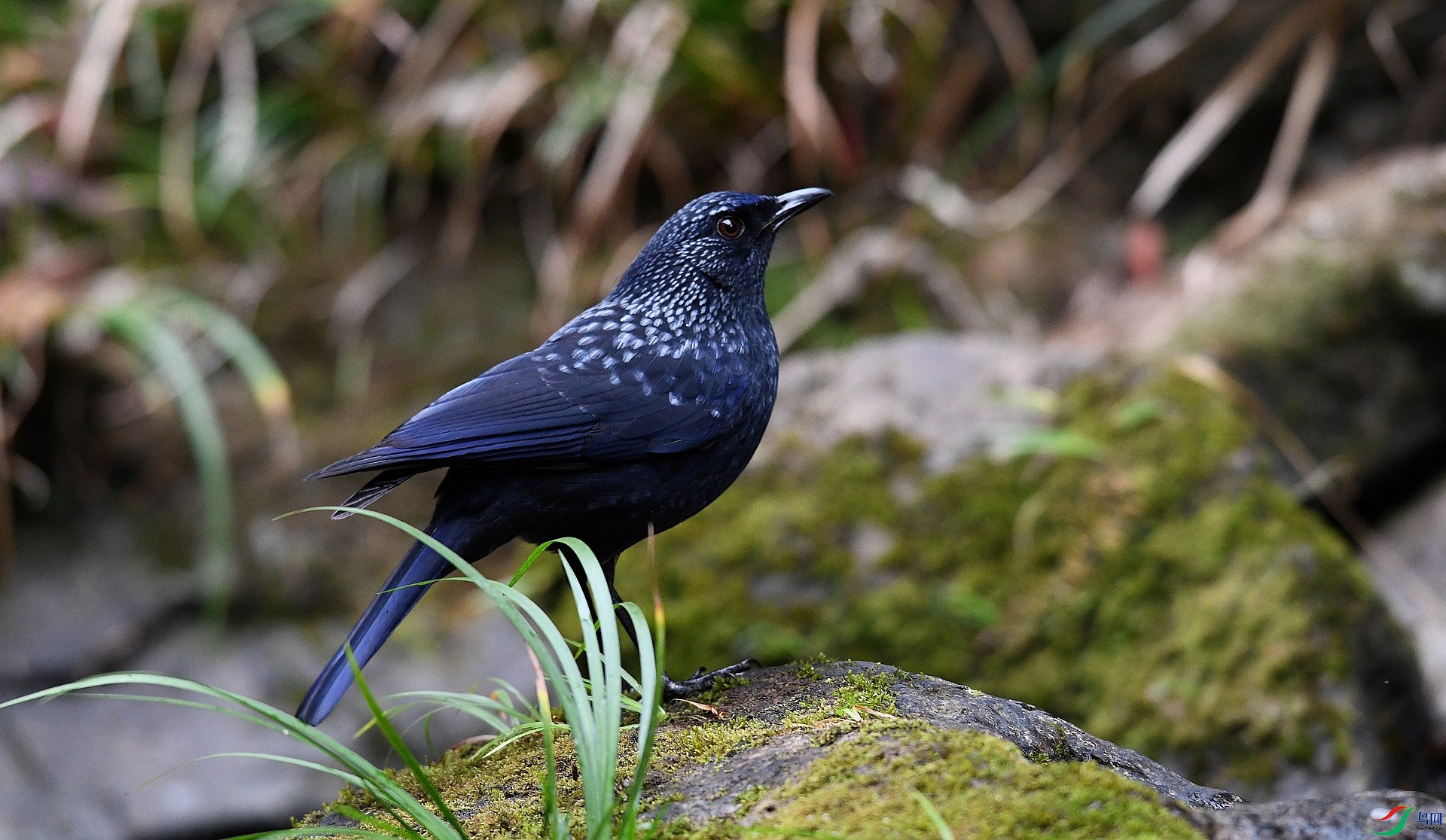 DSC_9323.jpg