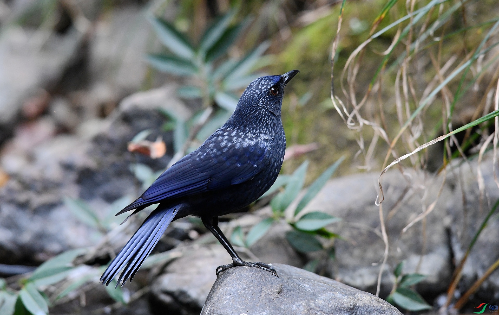 DSC_9351.jpg