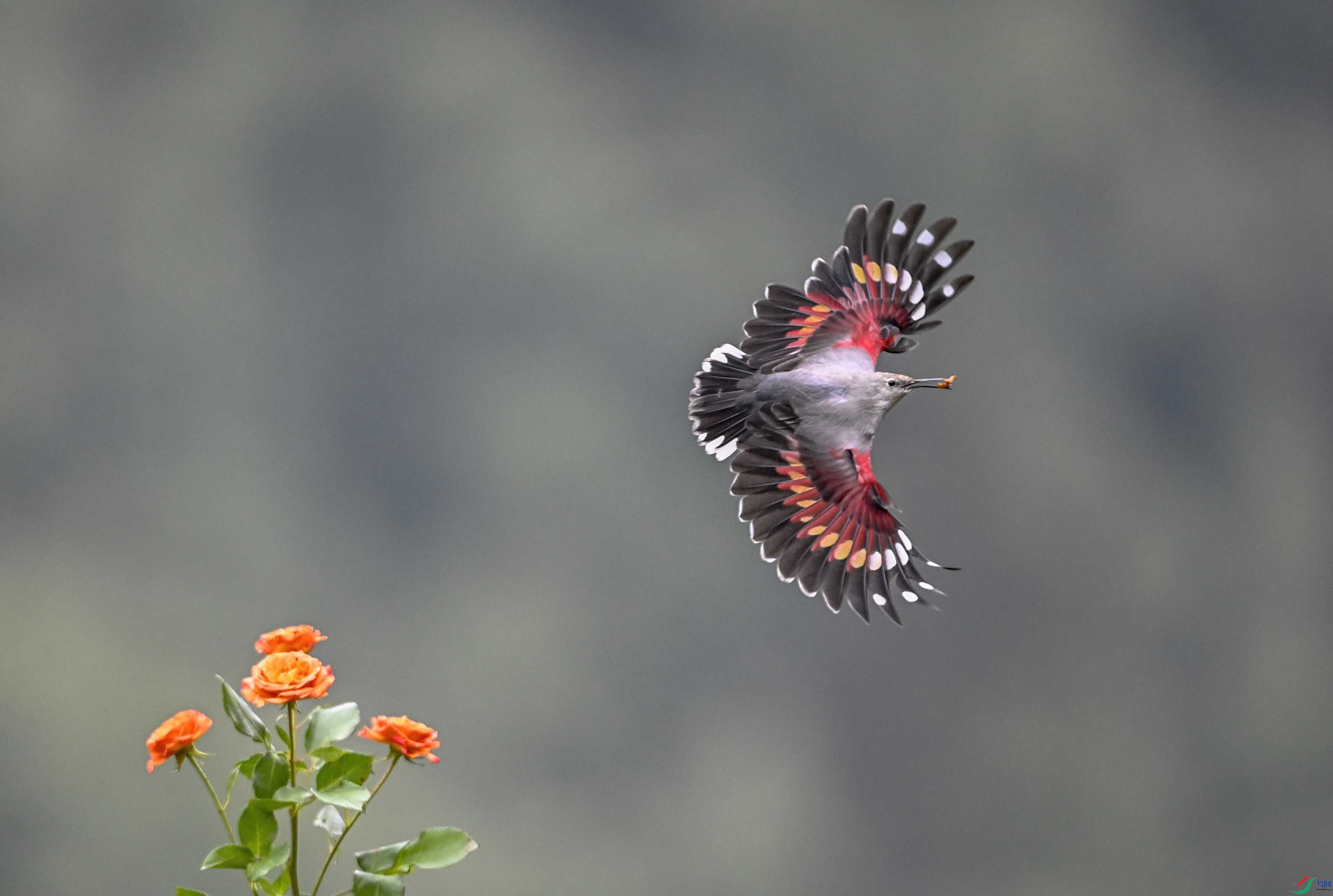 _DSC0735 ����.jpg