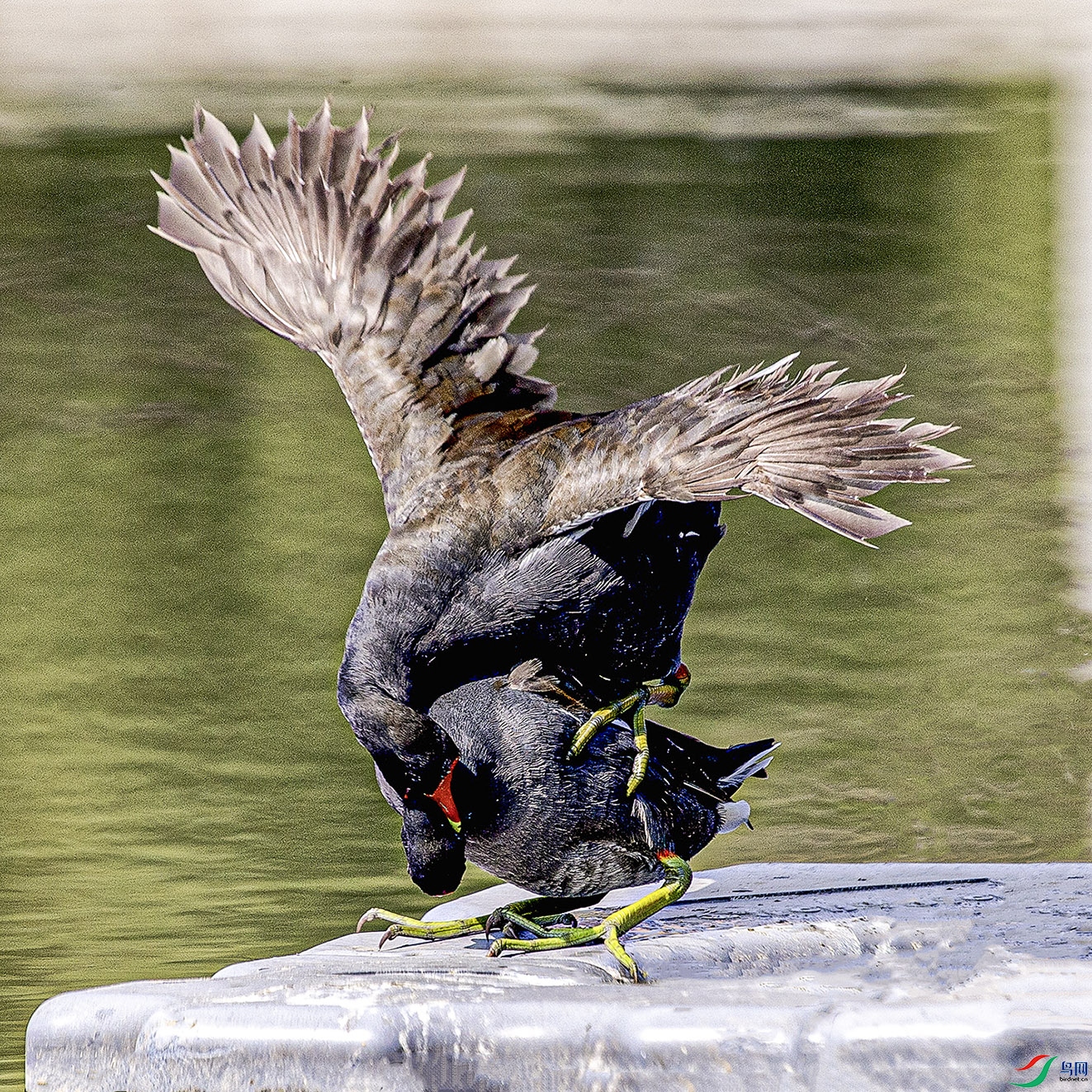 _MG_6747 ���� 2.jpg