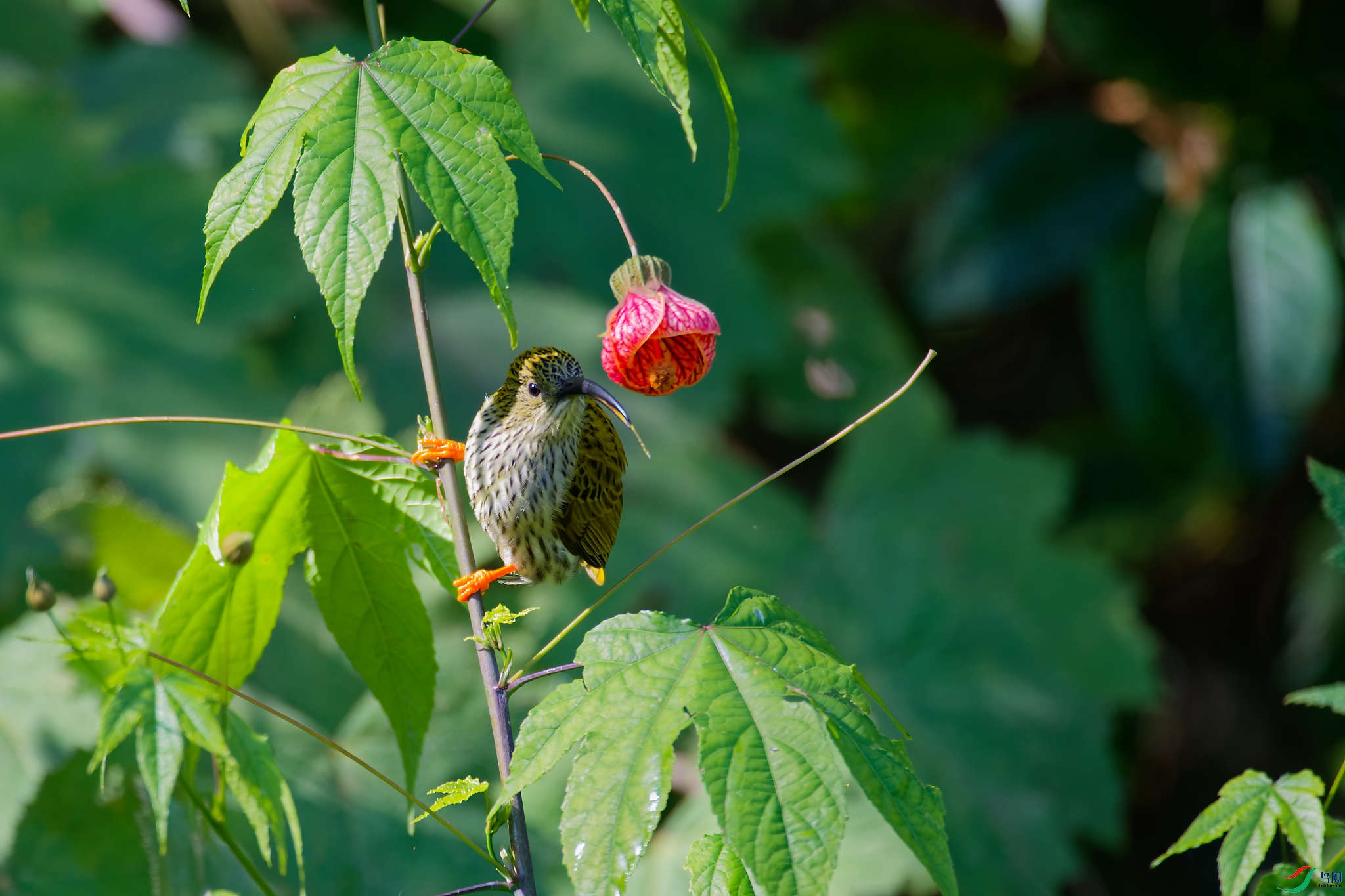 DSC_8765_DxO.jpg