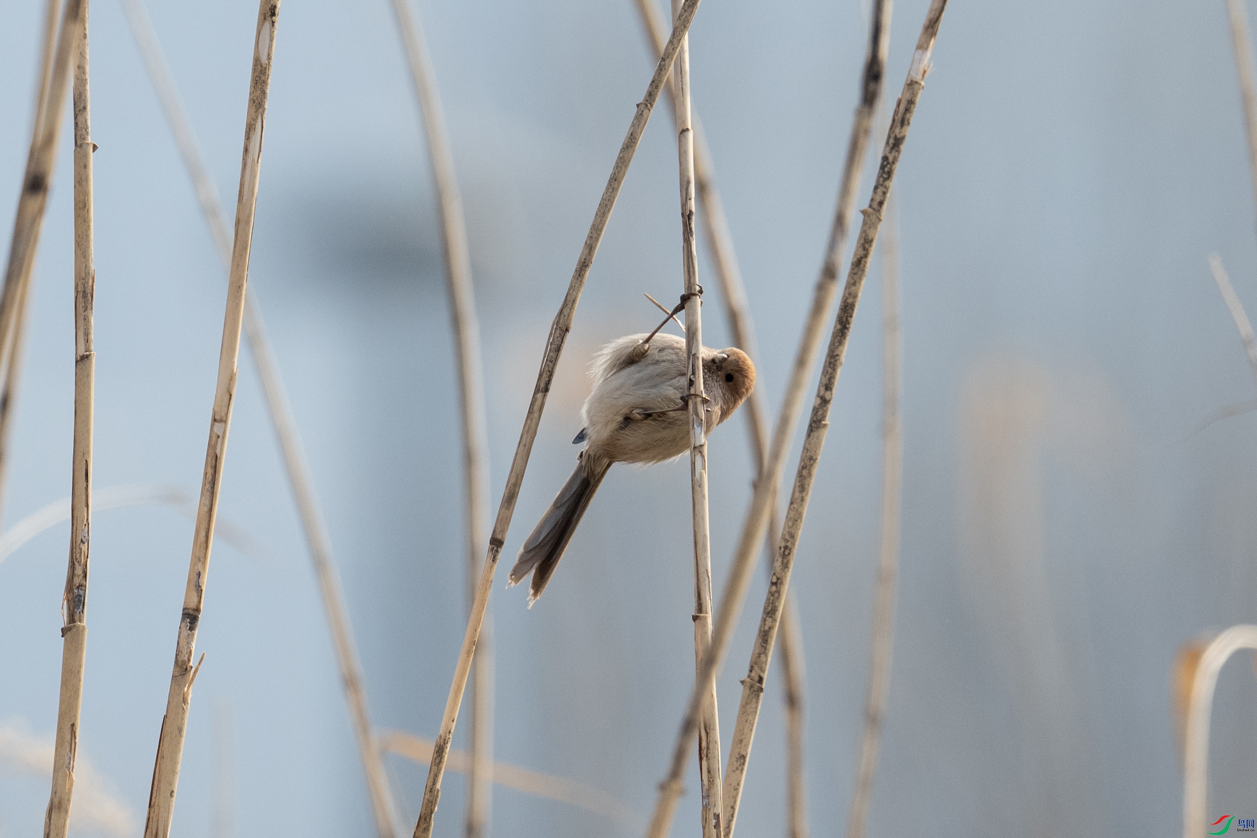 DSC_5740-����.jpg